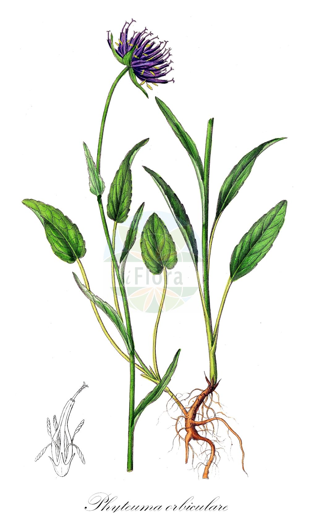 Phyteuma orbiculare - Campanulaceae,Plantae,Pteridobiotina,Angiosperms,Asterales,Campanulaceae,Phyteuma,Phyteuma orbiculare,Phyteuma angustatum, Phyteuma austriacum, Phyteuma austriacum var. vestitum, Phyteuma bovelinii, Phyteuma brevifolium, Phyteuma cordifolium, Phyteuma corsicum, Phyteuma delphinense, Phyteuma delphinense f. alpestre, Phyteuma delphinense f. hispidum, Phyteuma delphinense var. vestitum, Phyteuma ellipticifolium, Phyteuma ellipticifolium var. pauciflorum, Phyteuma eynense, Phyteuma fistulosum, Phyteuma hispanicum, Phyteuma hispidum, Phyteuma inaequatum, Phyteuma lanceolatum, Phyteuma longifolium, Phyteuma michelii, Phyteuma montanum, Phyteuma montanum var. exinvolucratum, Phyteuma montanum var. suffultum, Phyteuma obtusifolium, Phyteuma orbiculare f. alpestre, Phyteuma orbiculare f. glabratum, Phyteuma orbiculare f. glabrescens, Phyteuma orbiculare f. glabriusculum, Phyteuma orbiculare f. glabrum, Phyteuma orbiculare f. hirsutum, Phyteuma orbiculare f. hispidulum, Phyteuma orbiculare f. hispidum, Phyteuma orbiculare f. humile, Phyteuma orbiculare f. majus, Phyteuma orbiculare f. minus, Phyteuma orbiculare f. nanum, Phyteuma orbiculare f. nudum, Phyteuma orbiculare f. pilosiusculum, Phyteuma orbiculare f. pilosum, Phyteuma orbiculare f. pubescens, Phyteuma orbiculare f. stellulatum, Phyteuma orbiculare subsp. anglicum, Phyteuma orbiculare subsp. austriacum, Phyteuma orbiculare subsp. cinerascens, Phyteuma orbiculare subsp. cordatum, Phyteuma orbiculare subsp. decipiens, Phyteuma orbiculare subsp. delphinense, Phyteuma orbiculare subsp. depauperatum, Phyteuma orbiculare subsp. ellipticum, Phyteuma orbiculare subsp. fistulosum, Phyteuma orbiculare subsp. ibericum, Phyteuma orbiculare subsp. lanceolatum, Phyteuma orbiculare subsp. lancifolium, Phyteuma orbiculare subsp. montanum, Phyteuma orbiculare subsp. pratense, Phyteuma orbiculare subsp. tenerum, Phyteuma orbiculare var. alpinum, Phyteuma orbiculare var. angustifolium, Phyteuma orbiculare var. carpaticum, Phyteuma orbiculare var. ciliata, Phyteuma orbiculare var. columnae, Phyteuma orbiculare var. comosum, Phyteuma orbiculare var. cordifolium, Phyteuma orbiculare var. decipiens, Phyteuma orbiculare var. ellipticum, Phyteuma orbiculare var. exinvolucratum, Phyteuma orbiculare var. fistulosum, Phyteuma orbiculare var. hungaricum, Phyteuma orbiculare var. inaequatum, Phyteuma orbiculare var. lanceolatum, Phyteuma orbiculare var. liguricum, Phyteuma orbiculare var. montanum, Phyteuma orbiculare var. patens, Phyteuma orbiculare var. pratense, Phyteuma orbiculare var. pseudorbiculare, Phyteuma orbiculare var. suffultum, Phyteuma orbiculare var. vulgare, Phyteuma pancicii, Phyteuma pilosum, Phyteuma pseudoorbiculare, Phyteuma pseudorbiculare f. angustifolium, Phyteuma sallei, Phyteuma scorzonerifolium var. eynense, Phyteuma tenerum, Phyteuma tenerum f. glabrescens, Phyteuma tenerum f. glabrum, Phyteuma tenerum f. hirsutum, Phyteuma tenerum f. pilosum, Phyteuma tenerum subsp. anglicum, Phyteuma tenerum var. anomalum, Phyteuma tenerum var. ellipticum, Phyteuma tenerum var. macrophyllum, Phyteuma tenerum var. microphyllum, Phyteuma tenerum var. tenerrimum, Rapunculus orbicularis, Rapunculus sylvestris,Kugel-Teufelskralle;Zarte Kugel-Teufelskralle;Gewöhnliche Kugelige Teufelskralle;Kugelige Teufelskralle;Rundkopf-Teufelskralle;Zarte Teufelskralle;Zarte Teufelskralle;Rundköpfige Rapunzel;Kugelrapunzel;round-headed rampion;english round-headed rampion;Raiponce orbiculaire;herbe d'amour;fiteuma orbicular;Raponzolo orbicolare;кольник шаровидный;okruglasta zečica;zerwa główkowata;zerwa kulista;glavičasti repuš;gombos varjúköröm;zvonečník hlavatý;bănică;zerva hlavičkatá;фітеума куляста;apaļgalvas septiņvīre;pyörötähkämunkki