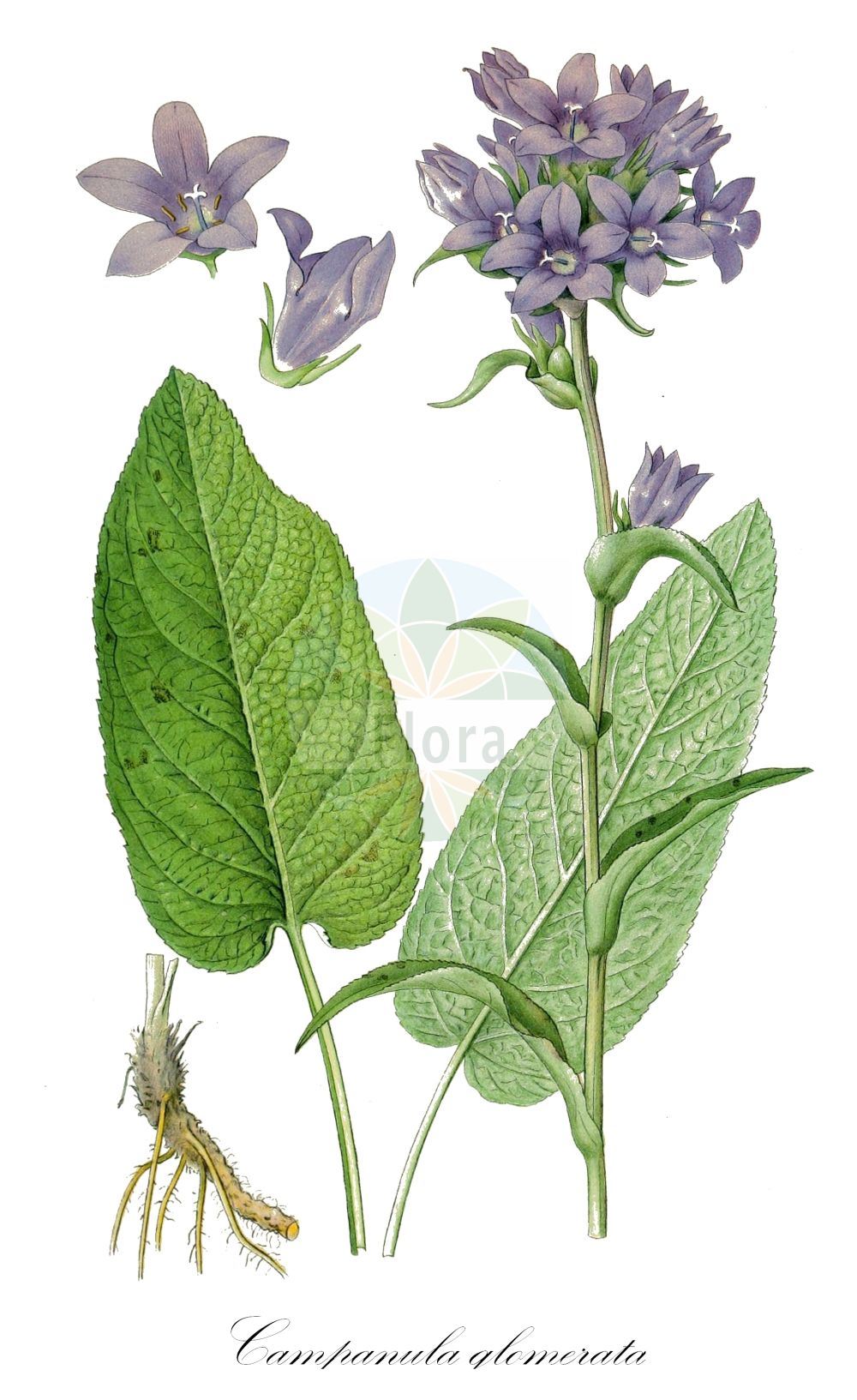 Campanula glomerata - Campanulaceae,Plantae,Pteridobiotina,Angiosperms,Asterales,Campanulaceae,Campanula,Campanula glomerata,Campanula barbata, Campanula betonicifolia, Campanula conglomerata, Campanula eocervicaria, Campanula glomerata f. aggregata, Campanula glomerata f. pusilla, Campanula glomerata subsp. aggregata, Campanula glomerata subsp. elliptica, Campanula glomerata subsp. salviifolia, Campanula glomerata var. aggregata, Campanula glomerata var. congesta, Campanula glomerata var. cordifolia, Campanula glomerata var. coriacea, Campanula glomerata var. dahurica, Campanula glomerata var. elliptica, Campanula glomerata var. grandiflora, Campanula glomerata var. heterophylla, Campanula glomerata var. latibracteata, Campanula glomerata var. longifolia, Campanula glomerata var. minor, Campanula glomerata var. mollis, Campanula glomerata var. nana, Campanula glomerata var. nana, Campanula glomerata var. oblongata, Campanula glomerata var. ortleppii, Campanula glomerata var. pusilla, Campanula glomerata var. ramosa, Campanula glomerata var. salviifolia, Campanula glomerata var. semgensis, Campanula glomerata var. sparsiflora, Campanula glomerata var. speciosa, Campanula glomerata var. umbrosa, Campanula petraea, Gentiana collina, Syncodon glomeratus, Weitenwebera glomerata, Weitenwebera glomerata var. mollis, Weitenwebera glomerata var. nana, Weitenwebera glomerata var. salviifolia,Knäuel-Glockenblume;Geknäuelte Glockenblume;Gewöhnliche Geknäuelte Glockenblume;Späte Geknäuelte Glockenblume;Büschel-Glockenblume;Gewöhnliche Knäuel-Glockenblume;Knäuelblütige Glockenblume;Mehlige Knäuel-Glockenblume;clustered bellflower;dane's blood;Campanule agglomérée;Campanule farineuse;campanule à bouquets;campanule fausse cervicaire;campanilla;Campanula agglomerata;campanula falsa cervicaria;kluwenklokje;колокольчик мезийский;колокольчик мучнистый;колокольчик сборный;колокольчик скученноцветковый;yumak çanı;lule kembanë lëmshore;lulekambanë;campaneta;livadna zvončika;ängstoppklocka;ulltoppklocka;nøgleblomstret klokke;dzwonek skupiony;kampanura・guromerata;rindôzaki-kampanura;yatsushiro-sô;カンパヌラ・グロメラタ;ヤツシロソゥ;リンドウザキカンパヌラ;klobčasta zvončica;csomós harangvirág;zvonek klubkatý;zvonek klubkatý pomoučený;ciucure;ciucurică;gronjasti zvončić;zvonček klbkatý;zvonček klbkatý plstnatý;zvonček klbový;дзвоники скупчені;дзвоники скупчені мучнисті;главесто звънче;камбанка мизийска;кичуреста камбанка;kerakellukas;kamolainā pulkstenīte;toppklokke;peurankello;звончић;tankiažiedis katilėlis;καμπανούλα