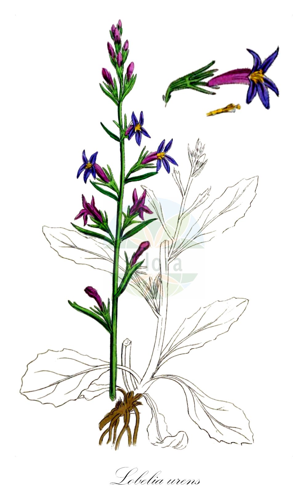 Lobelia urens - Campanulaceae,Plantae,Pteridobiotina,Angiosperms,Asterales,Campanulaceae,Lobelia,Lobelia urens,Dortmanna urens, Lobelia farsetia, Lobelia serrulata, Lobelia urens f. angustifolia, Lobelia urens var. brevibracteata, Lobelia urens var. integra, Lobelia urens var. longibracteata, Lobelia urens var. serrulata, Lobelia verbenifolia, Mecoschistum urens, Rapuntium serrulatum, Rapuntium urens,Land-Lobelie;Brenn-Lobelie;heath lobelia;cardinale des marais;lobélie brûlante;lobelia;matacaballos;quemalengua;lobélia-acre;lobélia-brava;lobélia-queima-língua;lobélia-urente;queima-língua;лобелия жгучая