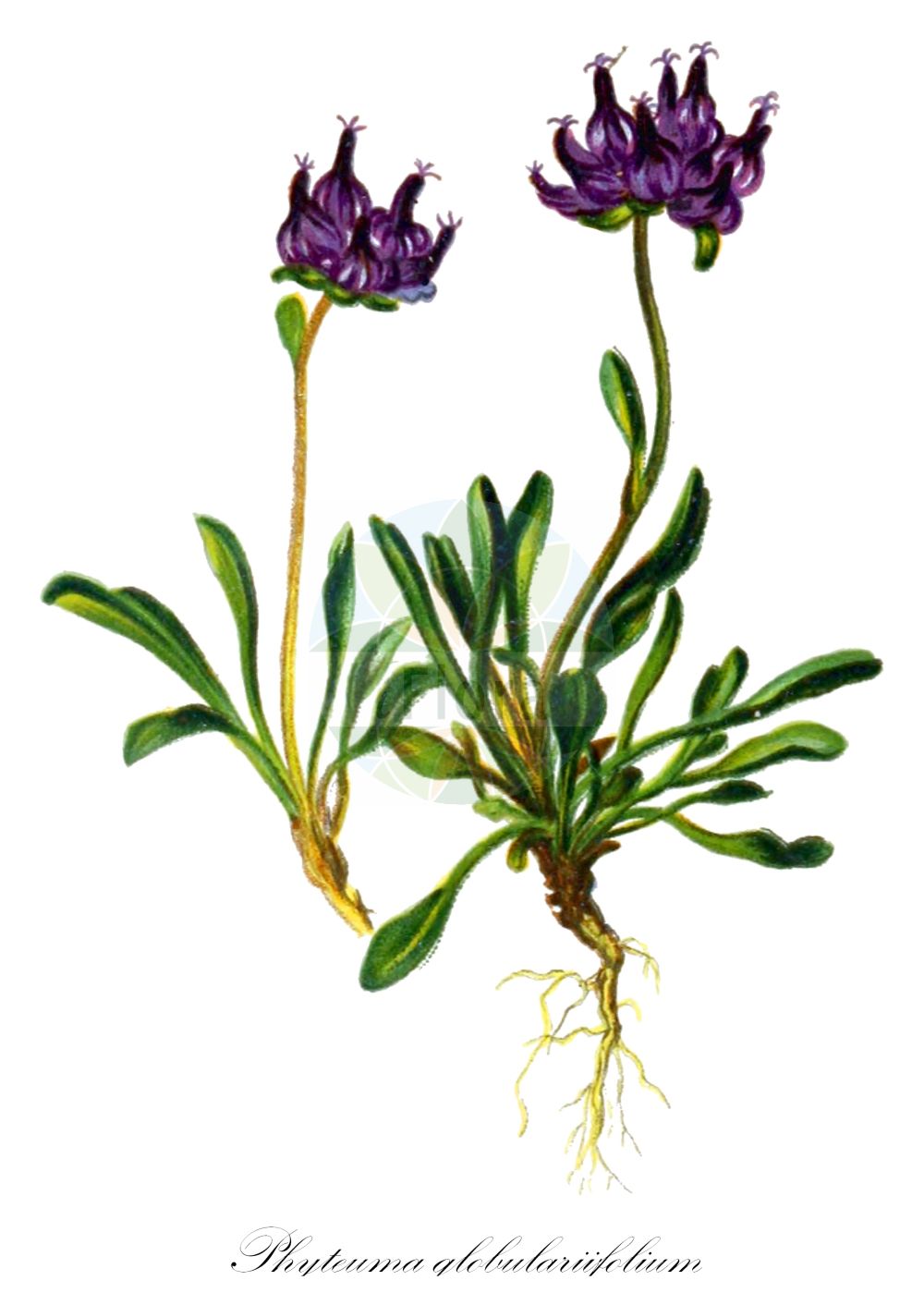 Phyteuma globulariifolium - Campanulaceae,Plantae,Pteridobiotina,Angiosperms,Asterales,Campanulaceae,Phyteuma,Phyteuma globulariifolium,Phyteuma capituliforme, Phyteuma globulariifolium subsp. pedemontanum, Phyteuma hemisphaericum var. transsilvanicum, Phyteuma nanum, Phyteuma parviflorum, Phyteuma pauciflorum, Phyteuma pauciflorum f. albiflorum, Phyteuma pauciflorum f. asteranthum, Phyteuma pauciflorum f. integrum, Phyteuma pauciflorum f. nanum, Phyteuma pauciflorum f. simplex, Phyteuma pauciflorum f. vulgare, Phyteuma pauciflorum subsp. globulariifolium, Phyteuma pauciflorum subsp. pedemontanum, Phyteuma pauciflorum var. acutifolium, Phyteuma pauciflorum var. macrophyllum, Phyteuma pauciflorum var. nanum, Phyteuma pauciflorum var. nanum, Phyteuma pauciflorum var. tirolense, Phyteuma pedemontanum, Phyteuma pedemontanum f. humillimum, Phyteuma pedemontanum f. intermedium, Rapunculus pauciflorus,Armblütige Rapunzel;Kugelblumenblättrige Teufelskralle;Armblütige Teufelskralle;Piemonteser Teufelskralle;Gewöhnliche Kugelblumen-Rapunzel;Kugelblumen-Rapunzel;Piemonteser Kugelblumen-Rapunzel;Gewöhnliche Kugelblumenblättrige Teufelskralle;Raiponce à feuilles de globulaire;Raiponce du Piémont;raiponce à fleurs peu nombreuses;Raponzolo minore;кольник малоцветковый;fiteuma globularifolí