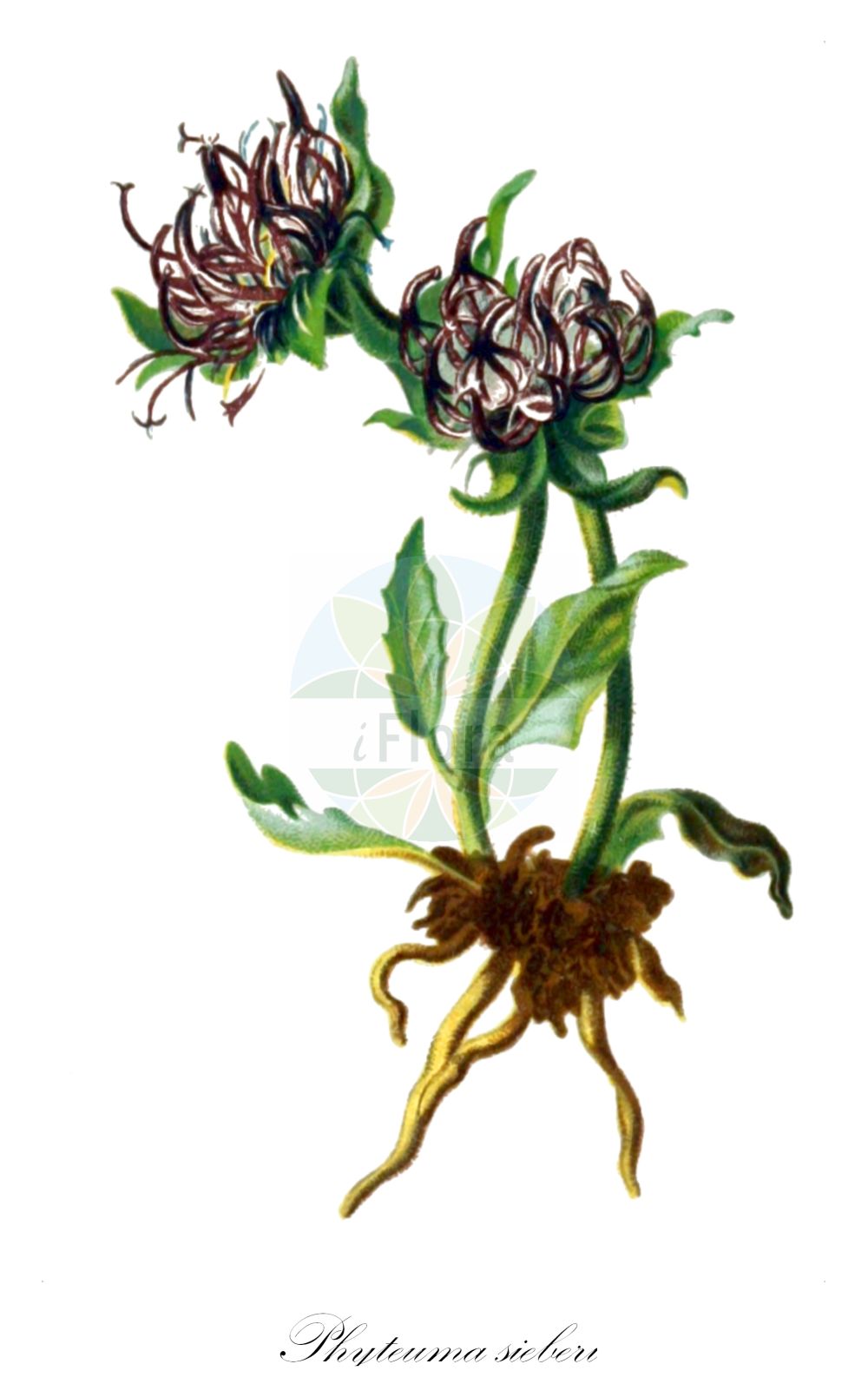 Phyteuma sieberi - Campanulaceae,Plantae,Pteridobiotina,Angiosperms,Asterales,Campanulaceae,Phyteuma,Phyteuma sieberi,Phyteuma sieberi f. glabrescens, Phyteuma sieberi f. glabrum, Phyteuma sieberi f. pilosum, Phyteuma sieberi f. pubescens, Phyteuma sieberi f. pygmaeum, Phyteuma sieberi var. alpinum,Dolomiten-Rapunzel;Dolomiten-Teufelskralle;raiponce de Sieber;raponzolo di Sieber;кольник Сибера;zečica;sieberjev repuš
