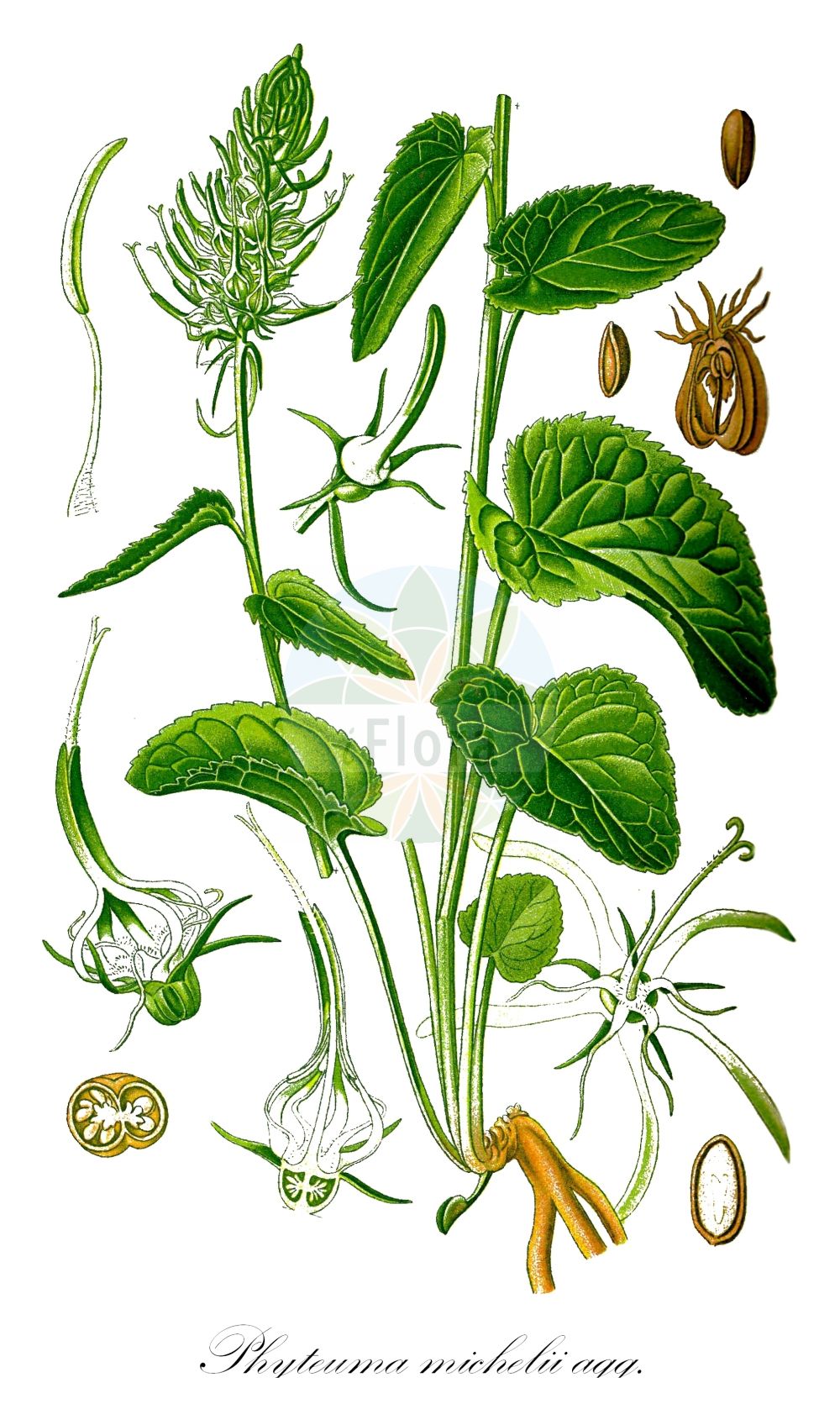 Phyteuma spicatum - Campanulaceae,Plantae,Pteridobiotina,Angiosperms,Asterales,Campanulaceae,Phyteuma,Phyteuma spicatum,Phyteuma abelis, Phyteuma ambigens, Phyteuma angustifolium, Phyteuma bracteatum, Phyteuma coeruleum, Phyteuma elongatum, Phyteuma occidentale, Phyteuma pyrenaicum, Phyteuma pyrenaicum, Phyteuma pyrenaicum f. glabrescens, Phyteuma pyrenaicum f. glabriusculum, Phyteuma pyrenaicum f. glabrum, Phyteuma pyrenaicum f. hirsutum, Phyteuma pyrenaicum f. nudum, Phyteuma pyrenaicum f. pilosiusculum, Phyteuma pyrenaicum f. pilosum, Phyteuma pyrenaicum f. pubescens, Phyteuma pyrenaicum subsp. betonicoides, Phyteuma pyrenaicum subsp. cordifolium, Phyteuma pyrenaicum var. brevibracteatum, Phyteuma pyrenaicum var. ebracteatum, Phyteuma pyrenaicum var. involucratum, Phyteuma rapunculus, Phyteuma spicatum f. bicrenatum, Phyteuma spicatum f. cordatum, Phyteuma spicatum f. crenatoserratum, Phyteuma spicatum f. crenatum, Phyteuma spicatum f. divaricatum, Phyteuma spicatum f. ebracteatum, Phyteuma spicatum f. fissum, Phyteuma spicatum f. grossidentatum, Phyteuma spicatum f. incisum, Phyteuma spicatum f. involucratum, Phyteuma spicatum f. macrodon, Phyteuma spicatum f. microdon, Phyteuma spicatum subsp. coeruleum, Phyteuma spicatum subsp. jurassicum, Phyteuma spicatum subsp. occidentale, Phyteuma spicatum var. alpinum, Phyteuma spicatum var. bracteatum, Phyteuma spicatum var. coeruleum, Phyteuma spicatum var. coeruleum, Phyteuma spicatum var. coeruleum, Phyteuma spicatum var. glabrum, Phyteuma spicatum var. halleri, Phyteuma spicatum var. jurassicum, Phyteuma spicatum var. pilosum, Phyteuma spicatum var. pseudohalleri, Phyteuma spicatum var. pyrenaicum, Phyteuma spicatum var. roseum, Phyteuma spicatum var. vulgare, Rapunculus albidus, Rapunculus ovatus, Rapunculus spicatus,Ährige Teufelskralle;Himmelblaue Teufelskralle;Ährige Rapunzel;Hellblaue Ährige Rapunzel;spiked rampion;hybrid rampion;Raiponce en épi;Raiponce bleuâtre;bâton de Jacob;cheveux d'évêque;épi à la vierge;ernotte;grande raiponce;herbe mauve;pied de sauterelle;raiponce des Pyrénées;raiponce sauvage;raiponce tubéreuse;rampon;raponcule;rave sauvage;Raponzolo giallo;witte rapunzel;кольник колосистый;fiteuma pirinenc;klasasta zečica;vitrapunkel;aks-rapunsel;zerwa kłosowa;klasasti repuš;erdei varjúköröm;zvonečník klasnatý;zerva klasnatá;фітеума колосиста;tähk-rapuntsel;vārpainā septiņvīre;vadderot;vaaleatähkämunkki;varpotoji glaudenė