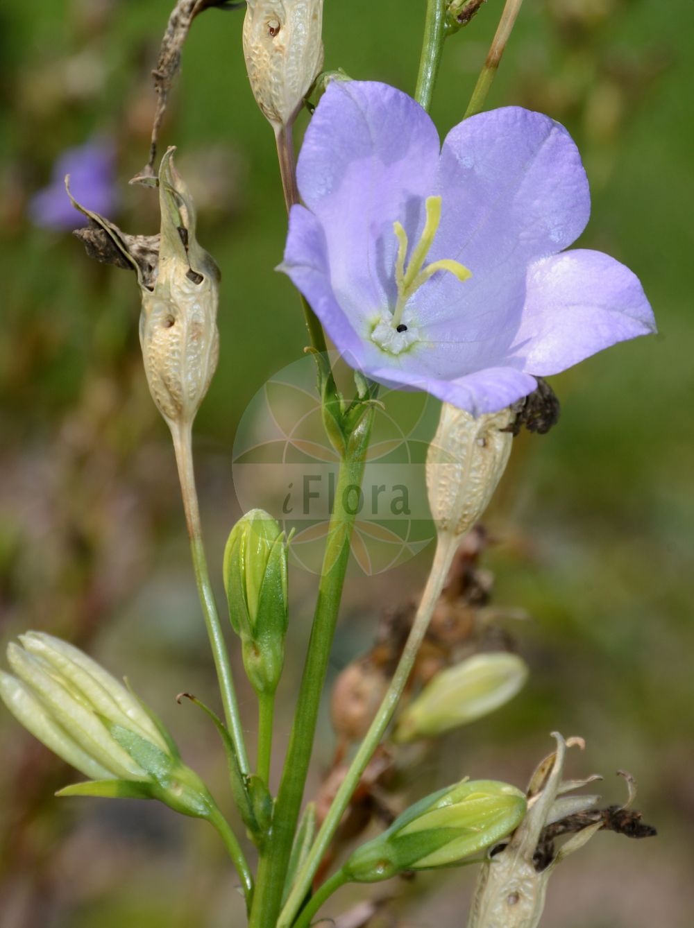 Campanula persicifolia subsp. persicifolia - Campanulaceae,Plantae,Pteridobiotina,Angiosperms,Asterales,Campanulaceae,Campanula,Campanula persicifolia,Campanula persicifolia subsp. persicifolia,Campanula attenuata, Campanula cristallocalyx, Campanula hispida, Campanula humilis, Campanula lanceolata, Campanula linifolia, Campanula pumila, Campanula rhodii, Campanula speciosa, Campanula stenopoda, Campanula thessala, Campanula vesula