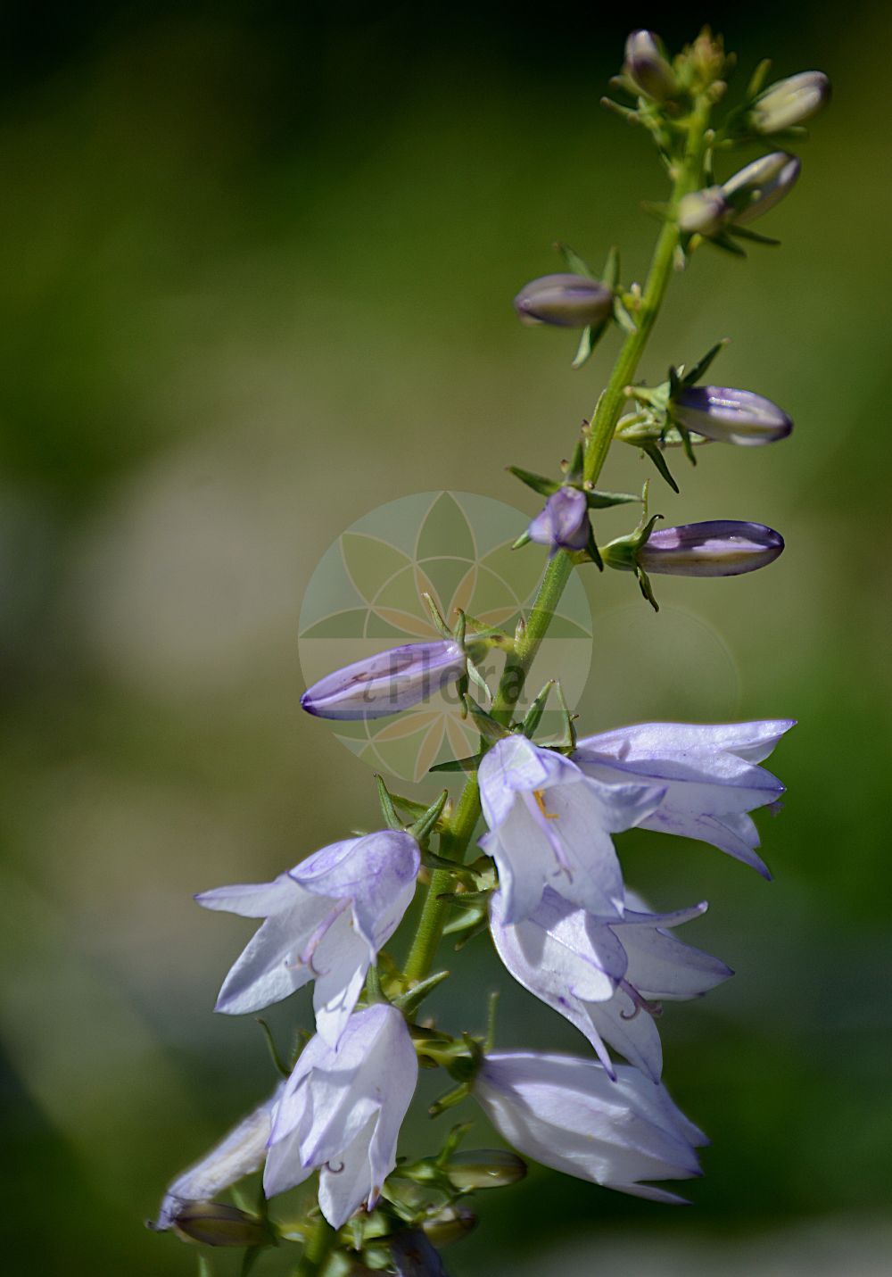 Campanula bononiensis - Campanulaceae,Plantae,Pteridobiotina,Angiosperms,Asterales,Campanulaceae,Campanula,Campanula bononiensis,Campanula bononiensis f. concolor, Campanula bononiensis f. tenuiflora, Campanula bononiensis subsp. obliquifolia, Campanula bononiensis var. cana, Campanula bononiensis var. concolor, Campanula bononiensis var. latifolia, Campanula bononiensis var. lychnitis, Campanula bononiensis var. obliquifolia, Campanula bononiensis var. pancicii, Campanula bononiensis var. ruthenica, Campanula bononiensis var. simplex, Campanula bononiensis var. tenuiflora, Campanula bononiensis var. thaliana, Campanula cana, Campanula lychnitis, Campanula micrantha, Campanula multiflora, Campanula obliquifolia, Campanula petraea, Campanula pyramidata, Campanula racemosa, Campanula ruthenica, Campanula simplex, Campanula tenuiflora, Campanula thaliana, Campanula urticifolia, Cenekia simplex, Drymocodon bononiensis,Bologneser Glockenblume;Filzige Glockenblume;pale bellflower;european bellflower;Campanule de Bologne;Campanula bolognese;колокольчик болонский;çalı çıngırağı;lule këmbane e Bolonjës;lulekambanë;pustenasta zvončika;dzwonek boloński;bolonjska zvončica;olasz harangvirág;zvonek boloňský;clopoţei;zvonček bolonský;дзвоники болонські;болонска камбанка;болонско звънче;boloninis katilėlis;καμπανούλα