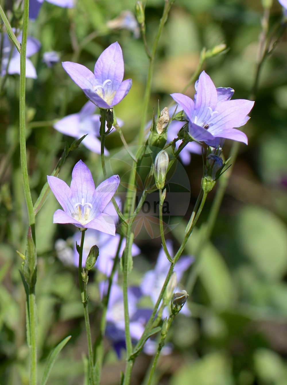 Campanula patula - Campanulaceae,Plantae,Pteridobiotina,Angiosperms,Asterales,Campanulaceae,Campanula,Campanula patula,Campanula allionii subsp. monanthos, Campanula bellidifolia, Campanula flaccida, Campanula patens, Campanula patula subsp. costae, Campanula patula subsp. peterfii, Campanula patula subsp. vajdae, Campanula patula var. albiflora, Campanula patula var. calycina, Campanula patula var. calyciserrata, Campanula patula var. decurrens, Campanula patula var. flaccida, Campanula patula var. glauca, Campanula patula var. grandiflora, Campanula patula var. hirsuta, Campanula patula var. latifolia, Campanula patula var. macrocalyx, Campanula patula var. parva, Campanula patula var. pauciflora, Campanula patula var. peterfii, Campanula patula var. platyphylla, Campanula patula var. serratisepala, Campanula patula var. stricta, Campanula patula var. thyrsiflora, Campanula patula var. uniflora, Campanula patula var. vajdae, Campanula pinifolia, Neocodon patulus, Rapunculus patulus,Wiesen-Glockenblume;Costas Wiesen-Glockenblume;Gewöhnliche Wiesen-Glockenblume;spreading bellflower;rambling bellflower;Campanule de Costa;Campanule étalée;campanule des prés;clochette des prés;campanillas silvestres;Campanula bienne;raponzolo minore;campanule bienne;knol-ribzaad;weidenklokje;weideklokje;колокольчик раскидистый;körpe çan;lule këmbane e hapur;lulekambanë;široka zvončika;knol-moerasspiraea;ängsklocka;eng-klokke;dzwonek rozpierzchły;razprostrta zvončica;terebélyes harangvirág;zvonek rozkladitý;clăbuţul cucului;clopoţel;cupa oii;zvonček konáristý;дзвоники розлогі;Разперена камбанка;harilik kellukas;pļavas pulkstenīte;engklokke;harakankello;звончић;звончица;тоболчасти звончић;широки звончић;pievinis katilėlis;καμπανούλα