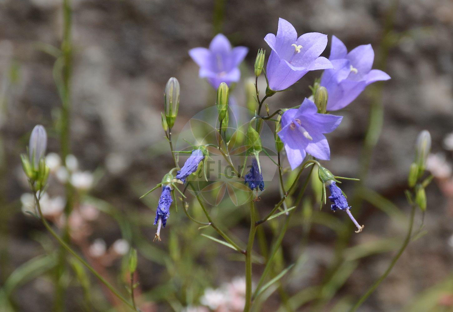 Campanula rotundifolia - Campanulaceae,Plantae,Pteridobiotina,Angiosperms,Asterales,Campanulaceae,Campanula,Campanula rotundifolia,Campanula allophylla, Campanula angustifolia, Campanula antirrhina, Campanula arcuata var. subrhomboidalis, Campanula asturica, Campanula balcanica f. racemosa, Campanula bielzii, Campanula bocconei, Campanula caballeroi, Campanula carnica var. racemosa, Campanula cespitosa var. bocconei, Campanula chinganensis, Campanula cinerea, Campanula confertifolia, Campanula decloetiana, Campanula delicatula, Campanula diversifolia, Campanula filiformis, Campanula grammosepala, Campanula grammosepala var. cardiophylla, Campanula grammosepala var. spathiphylla, Campanula heterodoxa, Campanula heterodoxa, Campanula heterophylla, Campanula hostii, Campanula hostii var. uniflora, Campanula inconcessa, Campanula juncea, Campanula lanceolata, Campanula lanceolata, Campanula lancifolia, Campanula langsdorffiana, Campanula langsdorffiana, Campanula legionensis, Campanula linifolia, Campanula linifolia f. langsdorffiana, Campanula linifolia var. heterodoxa, Campanula linifolia var. langsdorffiana, Campanula linifolia var. major, Campanula linifolia var. tenuifolia, Campanula lobata, Campanula lostritti, Campanula marchesettii var. calisii, Campanula minor, Campanula minuta, Campanula paenina, Campanula pennica, Campanula pennina, Campanula pinifolia, Campanula pseudovaldensis, Campanula pubescens, Campanula pusilla f. lobata, Campanula racemosa, Campanula reboudiana, Campanula rhomboidalis var. lanceolata, Campanula rotunda, Campanula rotundifolia f. albiflora, Campanula rotundifolia f. borhidiana, Campanula rotundifolia f. calvescens, Campanula rotundifolia f. elata, Campanula rotundifolia f. frondosa, Campanula rotundifolia f. glabrescens, Campanula rotundifolia f. graminifolia, Campanula rotundifolia f. hirta, Campanula rotundifolia f. hrubyana, Campanula rotundifolia f. laevis, Campanula rotundifolia f. latifrons, Campanula rotundifolia f. luxurians, Campanula rotundifolia f. micranthoides, Campanula rotundifolia f. nejceffii, Campanula rotundifolia f. normalis, Campanula rotundifolia f. ovata, Campanula rotundifolia f. rotundifolia, Campanula rotundifolia f. scabriuscula, Campanula rotundifolia f. serpentini, Campanula rotundifolia f. silvicola, Campanula rotundifolia f. soldanelliflora, Campanula rotundifolia f. subcongesta, Campanula rotundifolia f. subhirta, Campanula rotundifolia f. subracemosa, Campanula rotundifolia f. subverruculosa, Campanula rotundifolia f. tenerrima, Campanula rotundifolia f. umbrosa, Campanula rotundifolia subsp. confertifolia, Campanula rotundifolia subsp. euxina, Campanula rotundifolia subsp. heterodoxa, Campanula rotundifolia subsp. langsdorffiana, Campanula rotundifolia subsp. legionensis, Campanula rotundifolia subsp. linifolia, Campanula rotundifolia subsp. montana, Campanula rotundifolia subsp. paenina, Campanula rotundifolia subsp. pedemontana, Campanula rotundifolia subsp. pennina, Campanula rotundifolia subsp. racemosa, Campanula rotundifolia subsp. solstitialis, Campanula rotundifolia var. albiflora, Campanula rotundifolia var. altitatrica, Campanula rotundifolia var. angustifolia, Campanula rotundifolia var. angustissima, Campanula rotundifolia var. bielziana, Campanula rotundifolia var. bocconei, Campanula rotundifolia var. bulgarica, Campanula rotundifolia var. calisii, Campanula rotundifolia var. confertifolia, Campanula rotundifolia var. decloetiana, Campanula rotundifolia var. delitschiana, Campanula rotundifolia var. euxina, Campanula rotundifolia var. flexuosa, Campanula rotundifolia var. glabra, Campanula rotundifolia var. heterodoxa, Campanula rotundifolia var. hirta, Campanula rotundifolia var. hostii, Campanula rotundifolia var. langsdorffiana, Campanula rotundifolia var. laxiflora, Campanula rotundifolia var. legionensis, Campanula rotundifolia var. lineariifolia, Campanula rotundifolia var. lubiciana, Campanula rotundifolia var. minor, Campanula rotundifolia var. montana, Campanula rotundifolia var. ovata, Campanula rotundifolia var. papillifera, Campanula rotundifolia var. papillosa, Campanula rotundifolia var. parviflora, Campanula rotundifolia var. pennina, Campanula rotundifolia var. pubescens, Campanula rotundifolia var. reflexa, Campanula rotundifolia var. rotundifolia, Campanula rotundifolia var. saxatilis, Campanula rotundifolia var. scabriuscula, Campanula rotundifolia var. scopulicola, Campanula rotundifolia var. soldanelliflora, Campanula rotundifolia var. solstitialis, Campanula rotundifolia var. stricta, Campanula rotundifolia var. tenuifolia, Campanula rotundifolia var. velutina, Campanula rotundifolia var. verlotii, Campanula rotundifolia var. vulgaris, Campanula sarmentosa, Campanula scheuchzeri subsp. lanceolata, Campanula scheuchzeri var. heterodoxa, Campanula scheuchzeri var. inconcessa, Campanula solstitialis, Campanula tenuifolia, Campanula tenuifolia, Campanula tracheliifolia, Campanula urbionensis, Campanula variifolia, Campanula wiedmannii, Depierrea campanuloides, Rapunculus esculentus,Rundblättrige Glockenblume;Edle Glockenblume;Auffällige Glockenblume;Vielblütige Glockenblume;Becks Glockenblume;Rax-Glockenblume;Bertolas Glockenblume;Leinblättrige Glockenblume;harebell;Campanule à feuilles rondes;Campanule de Bertola;clochette;campanule à corolle étroite;campanule de Fritsch;clochette des murs;campanillas de cantil;campanillas de hojas redondas;Campanula di Bertola;Campanula soldanella;campanula a corolla stretta;campanula degli Apennini;campanula delle Apennini;grasklokje;колокольчик круглолистный;meryemana eldiveni;lule këmbane gjetherrumbullakët;lulekambanë;campaneta de fulla rodona;campanetes de cingle;campànula rotundifòlia;okruglolisna zvončika;velebitski zvončić;liten blåklocka;blåklocka;liden klokke;dzwonek okrąglolistny;beckova zvončica;okroglolistna zvončica;kereklevelű harangvirág;raponcharangvirág;zvonek okrouhlolistý;albăstrică;zvonček okrúhlolistý;дзвоники круглолисті;кръглолистна камбанка;кръглолистно звънче;ümaralehine kellukas;apaļlapu pulkstenīte;blå klokke;kissankello;bláklukka;звонце;apskritalapis katilėlis;καμπανούλα