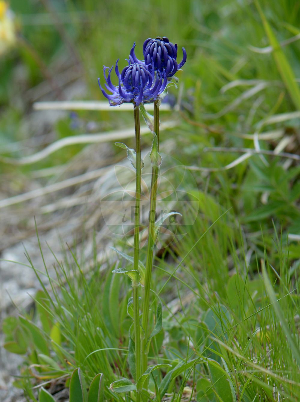 Phyteuma orbiculare - Campanulaceae,Plantae,Pteridobiotina,Angiosperms,Asterales,Campanulaceae,Phyteuma,Phyteuma orbiculare,Phyteuma angustatum, Phyteuma austriacum, Phyteuma austriacum var. vestitum, Phyteuma bovelinii, Phyteuma brevifolium, Phyteuma cordifolium, Phyteuma corsicum, Phyteuma delphinense, Phyteuma delphinense f. alpestre, Phyteuma delphinense f. hispidum, Phyteuma delphinense var. vestitum, Phyteuma ellipticifolium, Phyteuma ellipticifolium var. pauciflorum, Phyteuma eynense, Phyteuma fistulosum, Phyteuma hispanicum, Phyteuma hispidum, Phyteuma inaequatum, Phyteuma lanceolatum, Phyteuma longifolium, Phyteuma michelii, Phyteuma montanum, Phyteuma montanum var. exinvolucratum, Phyteuma montanum var. suffultum, Phyteuma obtusifolium, Phyteuma orbiculare f. alpestre, Phyteuma orbiculare f. glabratum, Phyteuma orbiculare f. glabrescens, Phyteuma orbiculare f. glabriusculum, Phyteuma orbiculare f. glabrum, Phyteuma orbiculare f. hirsutum, Phyteuma orbiculare f. hispidulum, Phyteuma orbiculare f. hispidum, Phyteuma orbiculare f. humile, Phyteuma orbiculare f. majus, Phyteuma orbiculare f. minus, Phyteuma orbiculare f. nanum, Phyteuma orbiculare f. nudum, Phyteuma orbiculare f. pilosiusculum, Phyteuma orbiculare f. pilosum, Phyteuma orbiculare f. pubescens, Phyteuma orbiculare f. stellulatum, Phyteuma orbiculare subsp. anglicum, Phyteuma orbiculare subsp. austriacum, Phyteuma orbiculare subsp. cinerascens, Phyteuma orbiculare subsp. cordatum, Phyteuma orbiculare subsp. decipiens, Phyteuma orbiculare subsp. delphinense, Phyteuma orbiculare subsp. depauperatum, Phyteuma orbiculare subsp. ellipticum, Phyteuma orbiculare subsp. fistulosum, Phyteuma orbiculare subsp. ibericum, Phyteuma orbiculare subsp. lanceolatum, Phyteuma orbiculare subsp. lancifolium, Phyteuma orbiculare subsp. montanum, Phyteuma orbiculare subsp. pratense, Phyteuma orbiculare subsp. tenerum, Phyteuma orbiculare var. alpinum, Phyteuma orbiculare var. angustifolium, Phyteuma orbiculare var. carpaticum, Phyteuma orbiculare var. ciliata, Phyteuma orbiculare var. columnae, Phyteuma orbiculare var. comosum, Phyteuma orbiculare var. cordifolium, Phyteuma orbiculare var. decipiens, Phyteuma orbiculare var. ellipticum, Phyteuma orbiculare var. exinvolucratum, Phyteuma orbiculare var. fistulosum, Phyteuma orbiculare var. hungaricum, Phyteuma orbiculare var. inaequatum, Phyteuma orbiculare var. lanceolatum, Phyteuma orbiculare var. liguricum, Phyteuma orbiculare var. montanum, Phyteuma orbiculare var. patens, Phyteuma orbiculare var. pratense, Phyteuma orbiculare var. pseudorbiculare, Phyteuma orbiculare var. suffultum, Phyteuma orbiculare var. vulgare, Phyteuma pancicii, Phyteuma pilosum, Phyteuma pseudoorbiculare, Phyteuma pseudorbiculare f. angustifolium, Phyteuma sallei, Phyteuma scorzonerifolium var. eynense, Phyteuma tenerum, Phyteuma tenerum f. glabrescens, Phyteuma tenerum f. glabrum, Phyteuma tenerum f. hirsutum, Phyteuma tenerum f. pilosum, Phyteuma tenerum subsp. anglicum, Phyteuma tenerum var. anomalum, Phyteuma tenerum var. ellipticum, Phyteuma tenerum var. macrophyllum, Phyteuma tenerum var. microphyllum, Phyteuma tenerum var. tenerrimum, Rapunculus orbicularis, Rapunculus sylvestris,Kugel-Teufelskralle;Zarte Kugel-Teufelskralle;Gewöhnliche Kugelige Teufelskralle;Kugelige Teufelskralle;Rundkopf-Teufelskralle;Zarte Teufelskralle;Zarte Teufelskralle;Rundköpfige Rapunzel;Kugelrapunzel;round-headed rampion;english round-headed rampion;Raiponce orbiculaire;herbe d'amour;fiteuma orbicular;Raponzolo orbicolare;кольник шаровидный;okruglasta zečica;zerwa główkowata;zerwa kulista;glavičasti repuš;gombos varjúköröm;zvonečník hlavatý;bănică;zerva hlavičkatá;фітеума куляста;apaļgalvas septiņvīre;pyörötähkämunkki