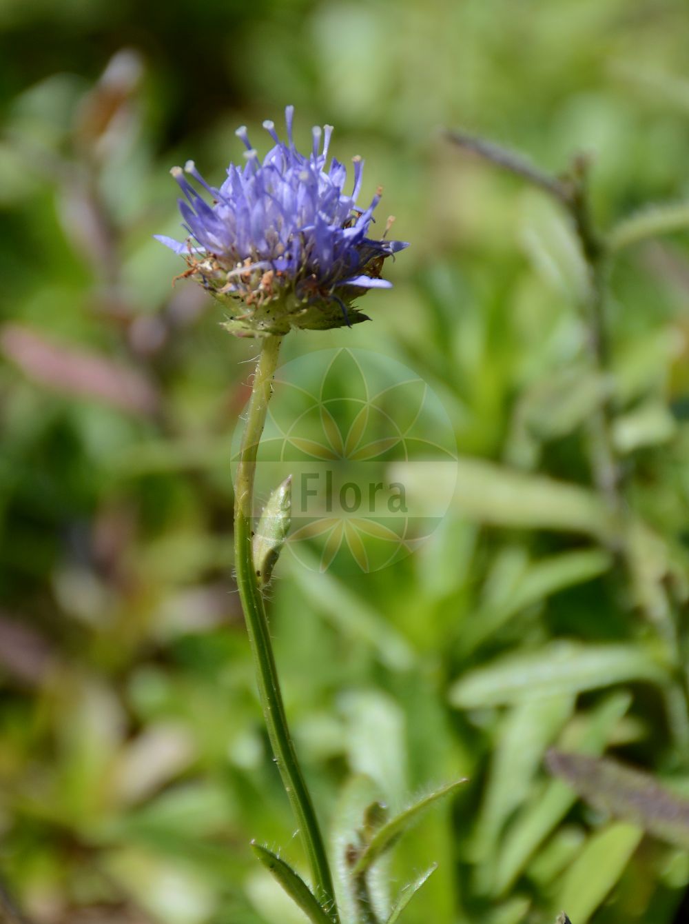 Jasione laevis - Campanulaceae,Plantae,Pteridobiotina,Angiosperms,Asterales,Campanulaceae,Jasione,Jasione laevis,Jasione montana var. perennis, Jasione perennis f. megacarpaea, Jasione perennis f. rosularis, Jasione perennis var. alpestris, Jasione perennis var. gracilis, Jasione perennis var. intermedia, Jasione perennis var. pygmaea,Ausdauernde Jasione;Ausdauerndes Sandglöckchen;Ausdauernde Sandrapunzel;shepherd's scabious;jasione lisse;jasione vivace;vedovella stolonifera;букашник гладкий;букашник многолетний;jasíone perenne
