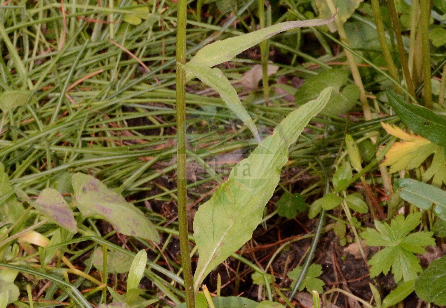 Phyteuma nigrum - Campanulaceae,Plantae,Pteridobiotina,Angiosperms,Asterales,Campanulaceae,Phyteuma,Phyteuma nigrum,Phyteuma atropurpureum, Phyteuma halleri subsp. nigrum, Phyteuma nigrum f. interruptum, Phyteuma nigrum f. latibracteatum, Phyteuma nigrum f. longibracteatum, Phyteuma nigrum f. vulgare, Phyteuma nigrum var. acuminatum, Phyteuma nigrum var. coeruleum, Phyteuma nigrum var. integrifolium, Phyteuma ovatum, Phyteuma spicatum subsp. nigrum, Phyteuma spicatum var. atropurpureum, Phyteuma spicatum var. caerulescens,Schwarze Teufelskralle;Schwarze Rapunzel;black rampion;Raiponce noire;raiponce bleue;Raponzolo nero;zwartblauwe rapunzel;кольник чёрный;zečica;blårapunkel;fekete varjúköröm;zvonečník černý;zerva čierna