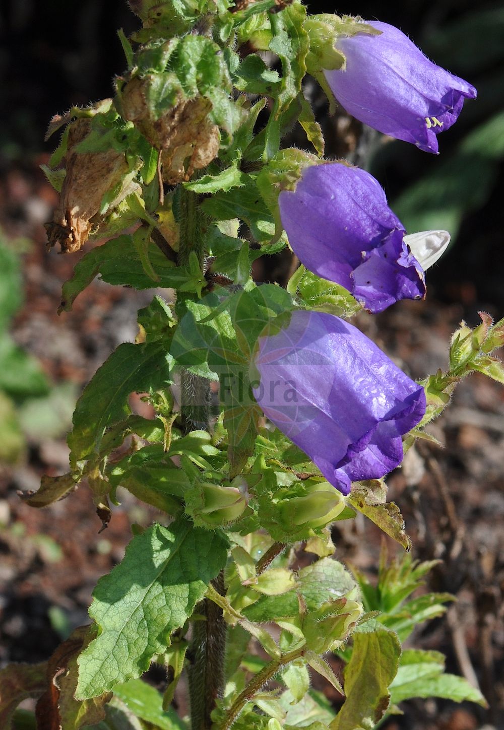 Campanula medium - Campanulaceae,Plantae,Pteridobiotina,Angiosperms,Asterales,Campanulaceae,Campanula,Campanula medium,Campanula bourdiniana, Campanula florida, Campanula grandiflora, Campanula grandiflorum, Campanula medium f. alba, Campanula medium f. caesia, Campanula medium f. calycantha, Campanula medium f. coerulea, Campanula medium f. rosea, Campanula medium f. striata, Campanula medium var. bourdiniana, Campanula medium var. calycanthema, Marianthemum grandiflorum, Marianthemum medium, Medium grandiflorum, Medium grandiflorum, Rapuntia media, Rapuntia medium, Sykoraea hortensis, Talanelis medium,Marien-Glockenblume;Großblumige Glockenblume;Campanule carillon;violette de Marie;cloches de Canterbury;cloches de Cantorbéry;campanule à grosses fleurs;carillon;cloche;fausse raiponce;grande campanule;mariette;violette marine;farolillos;Campanula media;campanula toscana;erba media;giulietta;knol-rietgras;mariette-klokje;колокольчик средний;koca çançiçeği;ljubica morska;velecvjetna zvončika;mariaklocka;dzwonek ogrodowy;fûrin-sô;kanpanura・medeiumu;カンパヌラ・メデイウム;フウリンソウ;bögrevirág;zvonek zahradní;clopoţei;zvonček prostredný plnokvetý;дзвоники середні
