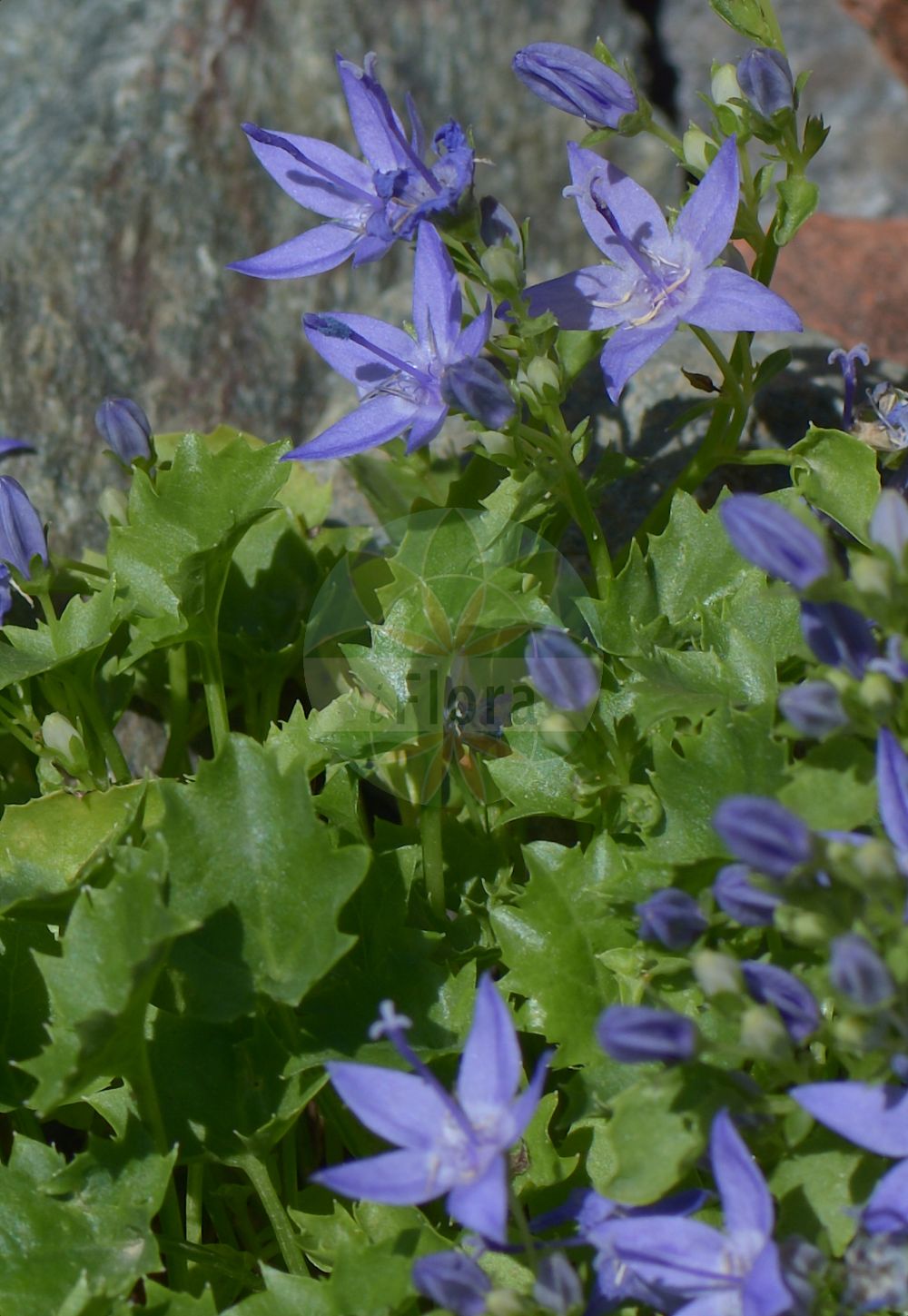 Campanula garganica - Campanulaceae,Plantae,Pteridobiotina,Angiosperms,Asterales,Campanulaceae,Campanula,Campanula garganica,Campanula elatines, Campanula elatines var. garganica, Campanula garganica var. acarnanica, Campanula garganica var. hirsuta, Wahlenbergia flaccida, Wahlenbergia garganica,Hängepolster-Glockenblume;Kriechende Glockenblume;Fenster-Glockenblume;Sternpolster-Glockenblume;Zerbrechliche Glockenblume;Gargano-Glockenblume;trailing bellflower;serbian bellflower;Campanule de Poscharsky;Campanule du mont Gargano;Campanula del Gargano;Campanula serba;campanula napoletana;колокольчик гарганский;колокольчик Пожарского;колокольчик продырявленный;колокольчик хрупкий;lulekambanë;istarska zvončika;Pošarskijev zvončić;prozorska zvončika;dzwonek Poszarskiego