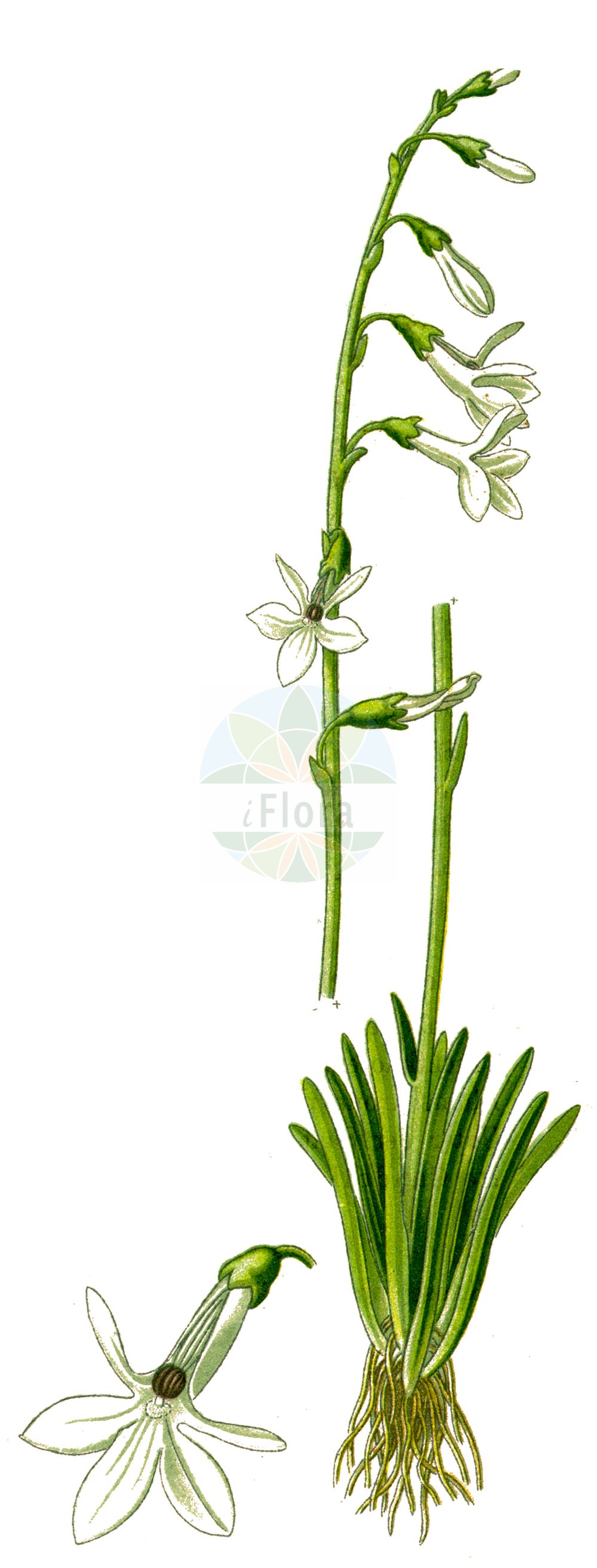 Lobelia dortmanna - Campanulaceae,Plantae,Pteridobiotina,Angiosperms,Asterales,Campanulaceae,Lobelia,Lobelia dortmanna,Dortmanna lacustris, Lobelia dortmanna f. terrestris, Lobelia lacustris, Rapuntium dortmanna,Wasser-Lobelie;water lobelia;dortmann's cardinalflower;lobélie de Dortmann;waterlobelia;лобелияи Дортмана;notblomster;tvepibet lobelie;lobelia jeziorna;vesilobeelia;ūdeņu lobēlija;botnegras;nuottaruoho;ežerinė lobelija