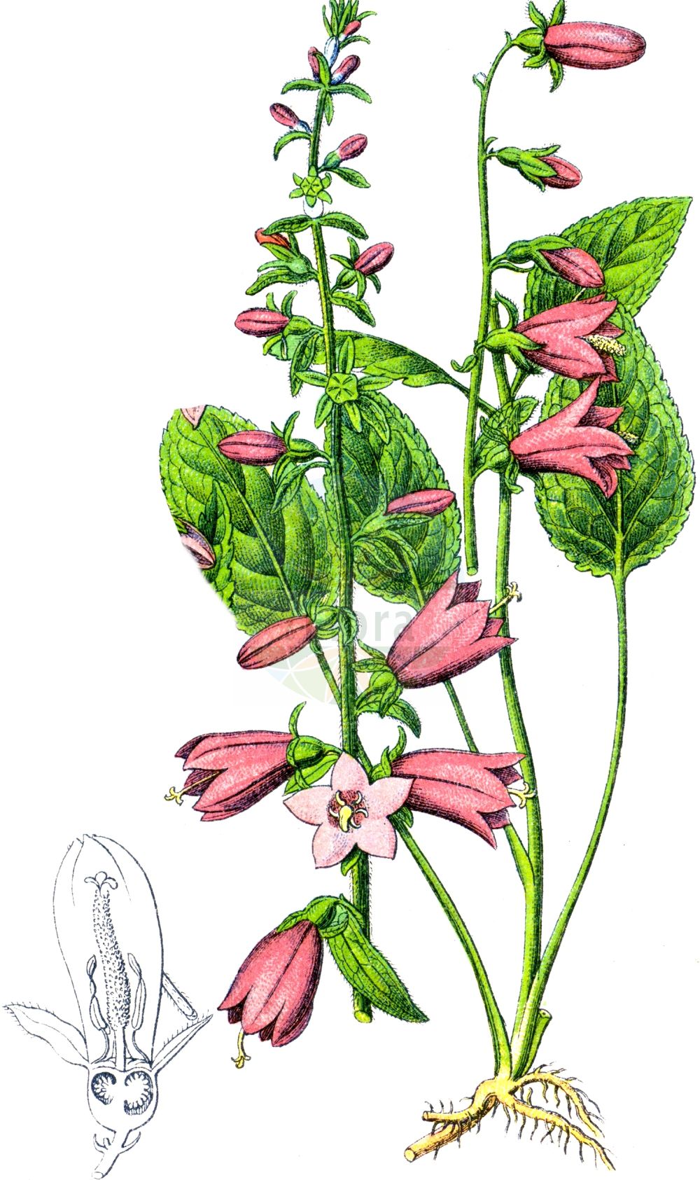 Campanula rapunculoides - Campanulaceae,Plantae,Pteridobiotina,Angiosperms,Asterales,Campanulaceae,Campanula,Campanula rapunculoides,Campanula bocconei, Campanula chysnysuensis, Campanula crenata, Campanula foliosa, Campanula macrostachya, Campanula morifolia, Campanula neglecta, Campanula rapunculiformis, Campanula rapunculoides f. crenata, Campanula rapunculoides f. secunda, Campanula rapunculoides f. trachelioides, Campanula rapunculoides f. ucrainica, Campanula rapunculoides var. glabrata, Campanula rapunculoides var. macrophylla, Campanula rapunculoides var. nana, Campanula rapunculoides var. nemorosa, Campanula rapunculoides var. oenipontana, Campanula rapunculoides var. racemosa, Campanula rapunculoides var. ramosissima, Campanula rapunculoides var. rapunculoides, Campanula rapunculoides var. reflexa, Campanula rapunculoides var. speciosa, Campanula rapunculoides var. subsimplex, Campanula rapunculoides var. trachelioides, Campanula rhomboidalis, Campanula rhomboidea, Campanula rigida, Campanula rigida, Campanula setosa, Campanula speciosa, Campanula ucranica, Campanula urticifolia, Cenekia rapunculoides, Cenekia rapunculoides var. racemosa, Cenekia rapunculoides var. reflexa, Cenekia rapunculoides var. speciosa, Drymocodon rapunculoides, Rapunculus redivivus,Acker-Glockenblume;Rapunzelähnliche Glockenblume;creeping bellflower;purple-bell;rampion bellflower;Campanule stolonifère;campanule fausse-raiponce;rave sauvage;fausse raiponce;raponce;raponchigo falso;campanilla serpenteante;falso rapónchigo;Campanula serpeggiante;campanula comune;campanula falso raponzolo;akkerklokje;rapuncio;колокольчик репчатовидный;elmacık;lulekambanë;repunxo fals;poljska zvončika;knölklocka;ensidig klokke;dzwonek jedostronny;dzwonek rapunkułoksztaltny;repuščevolistna zvončica;kányaharangvirág;zvonek řepkovitý;clopoţei;zvonček repkovitý;дзвоники ріпчастовидні;едностранна камбанка;репоподобно звънче;kurekellukas;tīruma pulkstenīte;ugrasklokke;vuohenkello;велики звончић;једнострани звончић;pakrūminis katilėlis;καμπανούλα