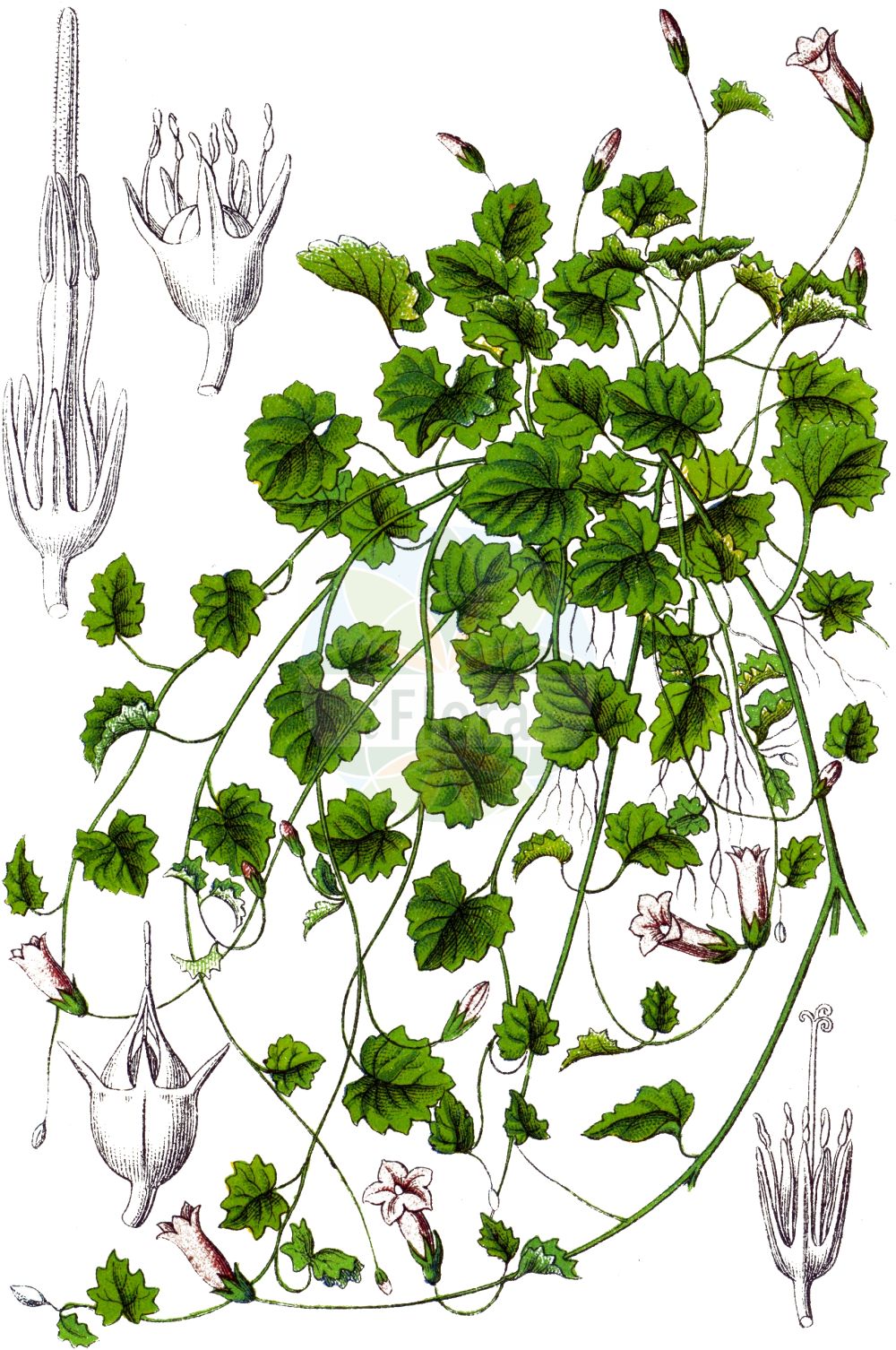 Hesperocodon hederaceus - Campanulaceae,Plantae,Pteridobiotina,Angiosperms,Asterales,Campanulaceae,Hesperocodon,Hesperocodon hederaceus,Aikinia hederacea, Campanopsis hederacea, Campanula hederacea, Campanula hederifolia, Campanula pentagonophylla, Cervicina hederacea, Roucela hederacea, Schultesia hederacea, Valvinterlobus filiformis, Wahlenbergia hederacea, Wahlenbergia hederifolia, Wahlenbergia stenocalyx,Efeu-Moorglöckchen;Moorglöckchen;ivy-leaved bellflower;ivy campanula;wahlenbergia à feuilles de lierre;campanille à feuilles de lierre;campanule lierrée;wahlenbergie à feuilles de lierre;campanilla de hoja de hiedra;klimop-klokje;klimopklokje;ruínas;валенбергия плющевидная