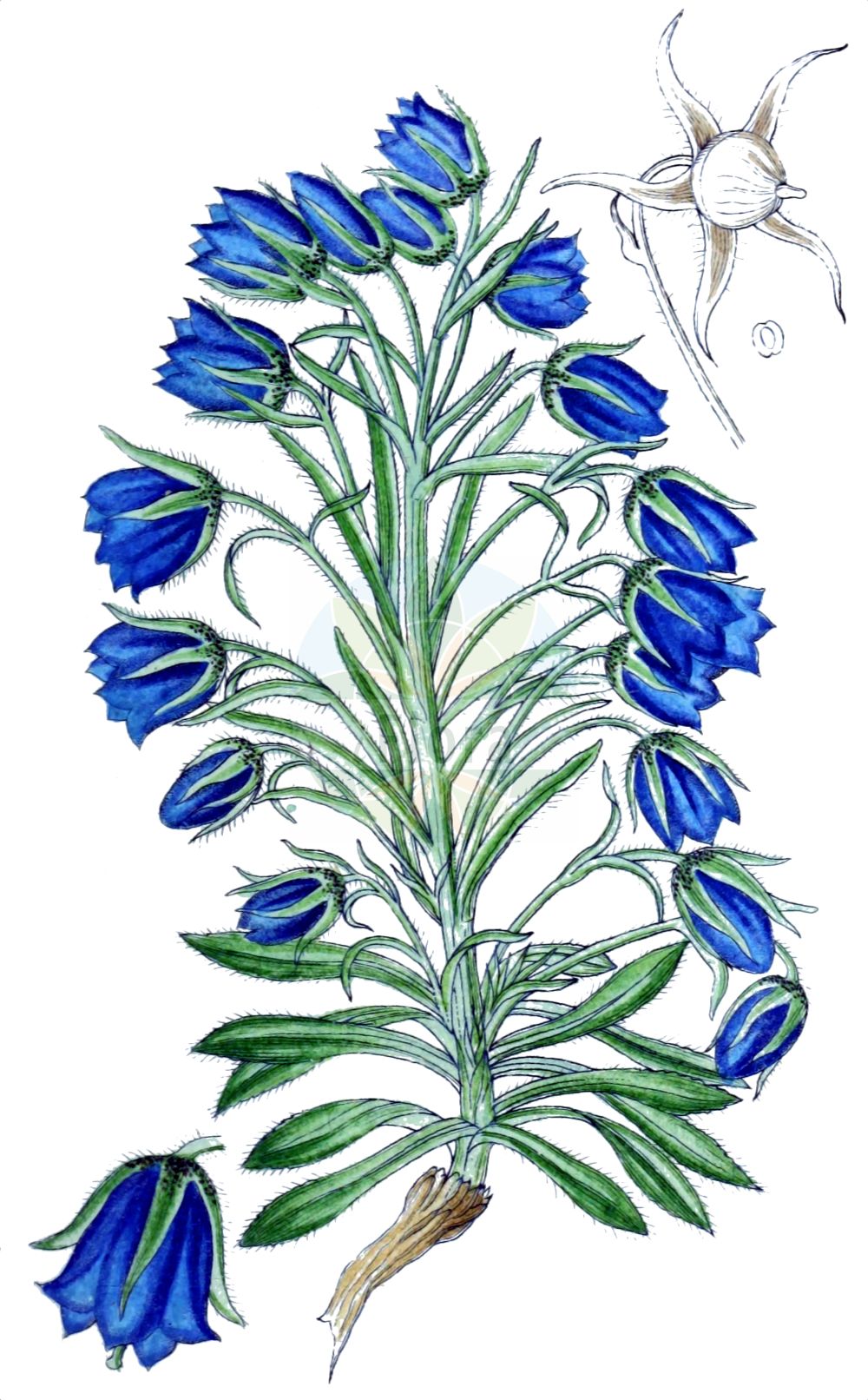 Campanula alpina - Campanulaceae,Plantae,Pteridobiotina,Angiosperms,Asterales,Campanulaceae,Campanula,Campanula alpina,Campanula alpina subsp. alpina, Campanula alpina subsp. orbelica, Campanula alpina var. albiflora, Campanula alpina var. calyculata, Campanula alpina var. frigida, Campanula alpina var. haynaldii, Campanula ciblesii, Campanula haynaldii, Marianthemum alpinum,Alpen-Glockenblume;alpine bellflower;campanule alpine;campanula alpina;колокольчик альпийский;lulekambanë;alpska zvončica;clopoțel alpina;дзвоники альпійські;Алпийска камбанка;звончић