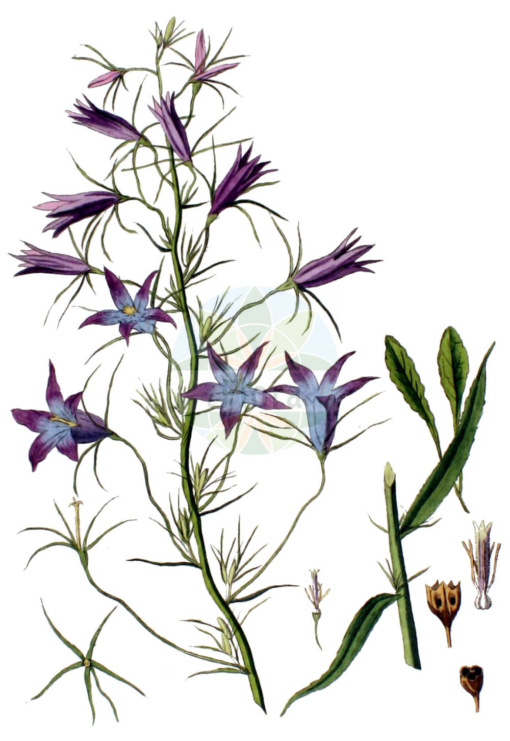 Campanula persicifolia - Campanulaceae,Plantae,Pteridobiotina,Angiosperms,Asterales,Campanulaceae,Campanula,Campanula persicifolia,Campanula amygdalifolia, Campanula dasycarpa, Campanula dasycarpa, Campanula magellensis, Campanula persicifolia f. alba, Campanula persicifolia f. coronata, Campanula persicifolia f. kirschlegeri, Campanula persicifolia var. alpina, Campanula persicifolia var. angustifolia, Campanula persicifolia var. crystallocalyx, Campanula persicifolia var. dasycarpa, Campanula persicifolia var. eriocarpa, Campanula persicifolia var. eriocarpa, Campanula persicifolia var. glaberrima, Campanula persicifolia var. grandiflora, Campanula persicifolia var. hispida, Campanula persicifolia var. hispidior, Campanula persicifolia var. humillima, Campanula persicifolia var. laevicaulis, Campanula persicifolia var. laevicaulis, Campanula persicifolia var. lanceolata, Campanula persicifolia var. lasiocarpa, Campanula persicifolia var. lasiocarpa, Campanula persicifolia var. maxima, Campanula persicifolia var. monstrosa, Campanula persicifolia var. parviflora, Campanula persicifolia var. parviflora, Campanula persicifolia var. pumila, Campanula persicifolia var. reflexa, Campanula persicifolia var. suskalovicii, Campanula persicifolia var. uniflora, Neocodon persicifolius, Rapunculus persicifolius,Pfirsichblättrige Glockenblume;Wald-Glockenblume;Pfirsischblättrige Glockenblume;peach-leaved bellflower;narrow-leaved bellflower;paper bellflower;peachleaf bellflower;Campanule des lisières;bâton de Jacob;campanule à feuilles de pêcher;campanule des sous-Pyrénées;campanilla silvestre;campánula piramidal;Campanula con foglie di pesco;prachtsklokje;колокольчик персиколистный;zarif çıngırak;lulekambanë;campanes;campaneta;campaneta blava;sjajnolisna zvončika;stor blåklocka;smalbladet klokke;dzwonek brzoskwiniolistny;kampanura perushikiforia;momo-bagikyô;カンパヌラ・ぺルシキフォリア;モモバギキョウ;breskovolistna zvončica;baracklevelű harangvirág;zvonek broskvolistý;clopoţei de cîmp;zvonček broskyňolistý;дзвоники персиколисті;Прасковолистна камбанка;suureõiene kellukas;dižā pulkstenīte;fagerklokke;kurjenkello;звончић;didžiažiedis katilėlis