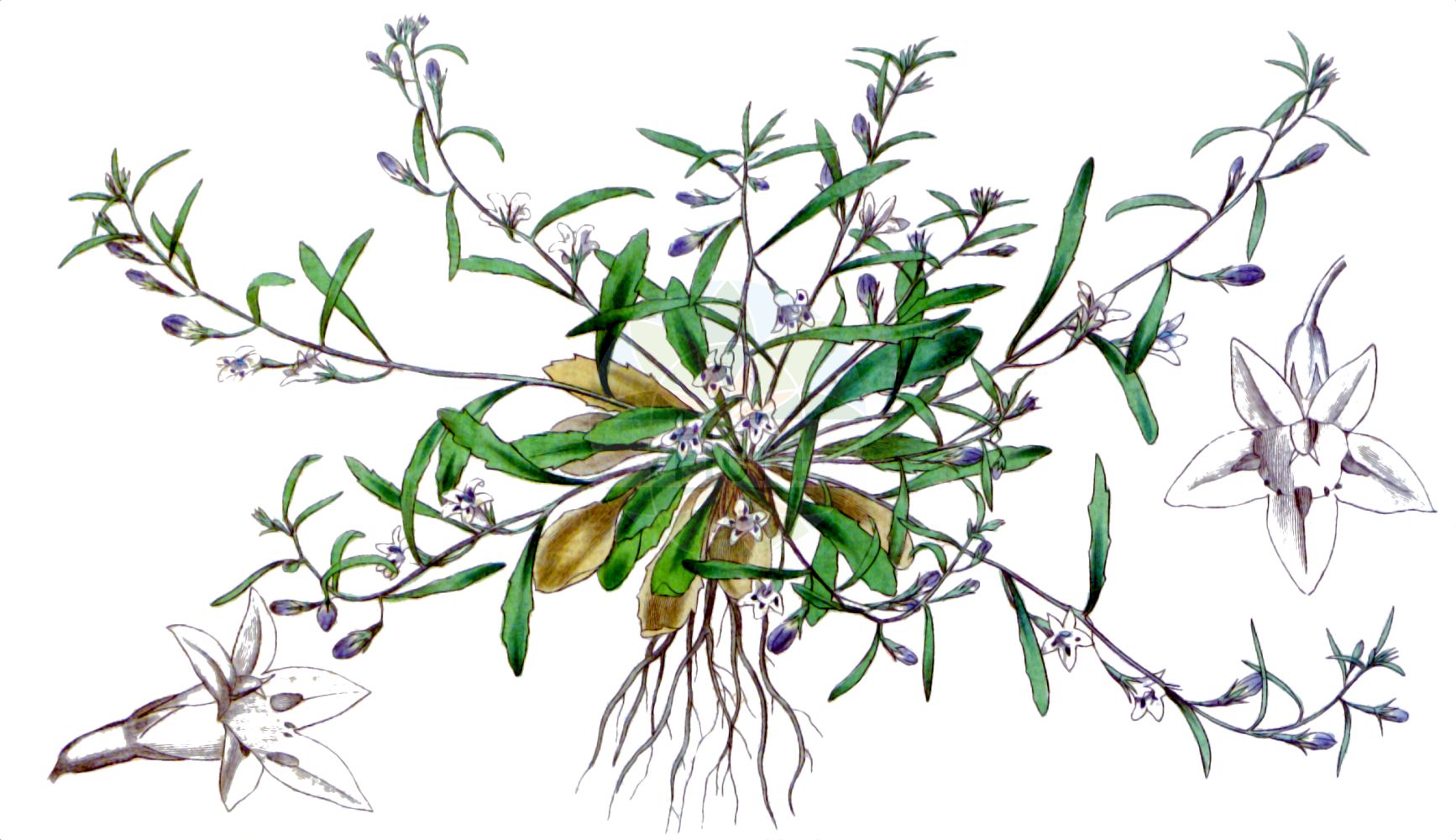 Lobelia erinus - Campanulaceae,Plantae,Pteridobiotina,Angiosperms,Asterales,Campanulaceae,Lobelia,Lobelia erinus,Dortmanna debilis var. natalensis, Dortmanna erinodes, Dortmanna erinus, Dortmanna erinus var. bellidifolia, Dortmanna flexuosa, Dortmanna lavendulacea, Dortmanna senegalensis, Enchysia erinoides, Grammatotheca erinoides, Laurentia erinoides, Lobelia acutangula, Lobelia algoensis, Lobelia altimontis, Lobelia bellidifolia, Lobelia bellidifolia, Lobelia benguellensis, Lobelia bicolor, Lobelia bracteolata, Lobelia candida, Lobelia chilawana, Lobelia dortmanni, Lobelia erinifolia, Lobelia erinoides, Lobelia erinoides, Lobelia erinus f. bicolor, Lobelia erinus f. elata, Lobelia erinus var. bellidifolia, Lobelia erinus var. bracteolata, Lobelia erinus var. gracilis, Lobelia erinus var. grandiflora, Lobelia erinus var. grandiflora, Lobelia erinus var. schrankii, Lobelia erinus var. subvillosa, Lobelia filiformis f. albiflora, Lobelia filiformis f. multipilis, Lobelia filiformis f. muzandazora, Lobelia filiformis var. filiformis, Lobelia filiformis var. natalensis, Lobelia jugosa, Lobelia keilhackii, Lobelia kohautiana, Lobelia lavendulacea, Lobelia lydenburgensis, Lobelia melsetteria, Lobelia montaguensis, Lobelia natalensis, Lobelia natalensis var. subulifolia, Lobelia nuda, Lobelia nuda f. hirtella, Lobelia nuda var. rosulata, Lobelia nuzana, Lobelia oranjensis, Lobelia parvifolia, Lobelia polyodon, Lobelia procumbens, Lobelia pubescens var. simplex, Lobelia raridentata, Lobelia rosulata, Lobelia rosulata f. hirtella, Lobelia schrankii, Lobelia senegalensis, Lobelia senegalensis var. senegalensis, Lobelia senegalensis var. turgida, Lobelia transvaalensis, Lobelia trierarchi, Lobelia turgida, Lobelia turgida var. peteri, Lobelia wildii, Lobelia wildii var. arcana, Monopsis conspicua, Monopsis debilis var. conspicua, Monopsis simplex var. conspicua, Rapuntium acutangulum, Rapuntium bellidifolium, Rapuntium bicolor, Rapuntium erinoides, Rapuntium erinus, Rapuntium kohautianum, Rapuntium krebsianum, Rapuntium procumbens,Blaue Lobelie;Lobélia bleue;lobélie bleue;Lobelia fiore cardinale;lobelia azzurra;лобелия длинночерешковая;лобелия эринус;kaplobelia;lobelia przylądkowa;stroiczka przylądkowa;roberia;rurichôchô;rurimizokakushi;ルリチョウチョウ;ルリミゾカクシ;ロベリア;törpe lobélia;lobelka modrá;lobelka drobná;лобелія садова