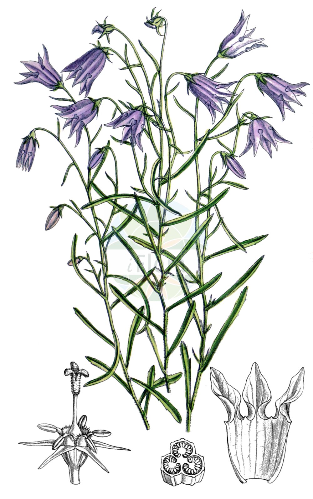 Campanula excisa - Campanulaceae,Plantae,Pteridobiotina,Angiosperms,Asterales,Campanulaceae,Campanula,Campanula excisa,Campanula excisa f. annalaurae, Campanula pusilla subsp. excisa,Ausgeschnittene Glockenblume;Campanule incisée;Campanula incisa