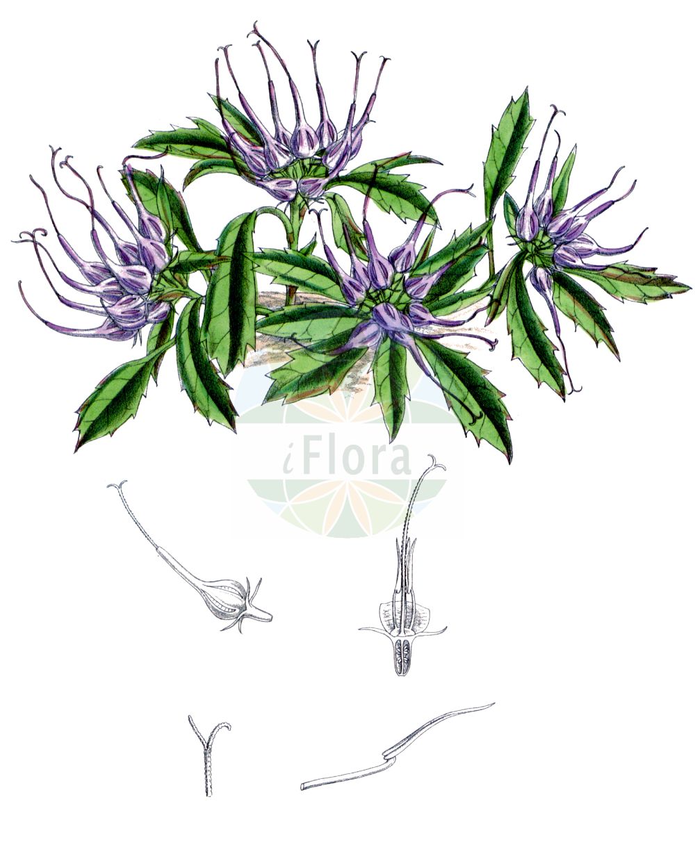 Physoplexis comosa - Campanulaceae,Plantae,Pteridobiotina,Angiosperms,Asterales,Campanulaceae,Physoplexis,Physoplexis comosa,Phyteuma comosum, Phyteuma comosum var. pubescens, Rapunculus comosus, Schellanderia carinthiaca, Syntoma comosum, Syntoma comosum var. pubescens,Schopfrapunzel;Schopfige Teufelskralle;physoplexis chevelue;raiponce chevelue;raponzolo chiomoso;кольник хохлатый;физоплексис хохлатый;picior cocosului de stanca