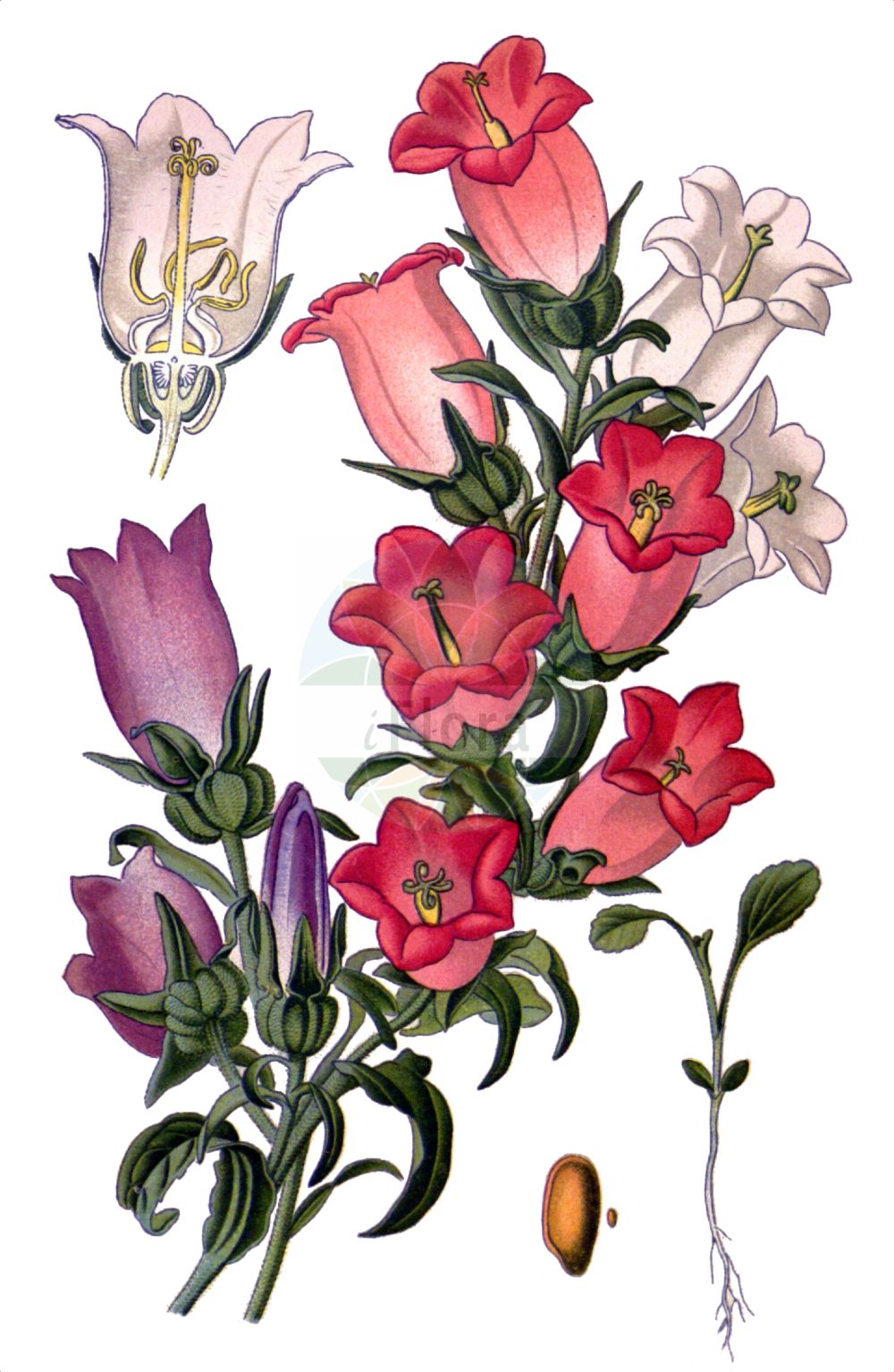Campanula medium - Campanulaceae,Plantae,Pteridobiotina,Angiosperms,Asterales,Campanulaceae,Campanula,Campanula medium,Campanula bourdiniana, Campanula florida, Campanula grandiflora, Campanula grandiflorum, Campanula medium f. alba, Campanula medium f. caesia, Campanula medium f. calycantha, Campanula medium f. coerulea, Campanula medium f. rosea, Campanula medium f. striata, Campanula medium var. bourdiniana, Campanula medium var. calycanthema, Marianthemum grandiflorum, Marianthemum medium, Medium grandiflorum, Medium grandiflorum, Rapuntia media, Rapuntia medium, Sykoraea hortensis, Talanelis medium,Marien-Glockenblume;Großblumige Glockenblume;Campanule carillon;violette de Marie;cloches de Canterbury;cloches de Cantorbéry;campanule à grosses fleurs;carillon;cloche;fausse raiponce;grande campanule;mariette;violette marine;farolillos;Campanula media;campanula toscana;erba media;giulietta;knol-rietgras;mariette-klokje;колокольчик средний;koca çançiçeği;ljubica morska;velecvjetna zvončika;mariaklocka;dzwonek ogrodowy;fûrin-sô;kanpanura・medeiumu;カンパヌラ・メデイウム;フウリンソウ;bögrevirág;zvonek zahradní;clopoţei;zvonček prostredný plnokvetý;дзвоники середні