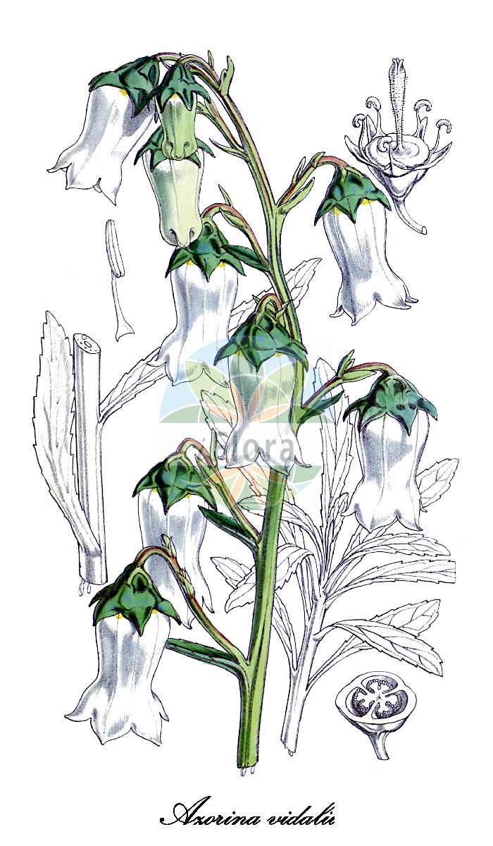 Azorina vidalii - Campanulaceae,Plantae,Pteridobiotina,Angiosperms,Asterales,Campanulaceae,Azorina,Azorina vidalii,Azorina vidalii f. alba, Campanula vidalii, Campanula vidalii f. alba,Azoren-Strauchglockenblume;campanule des Açores;vidalia;vidália;азорина Видаля