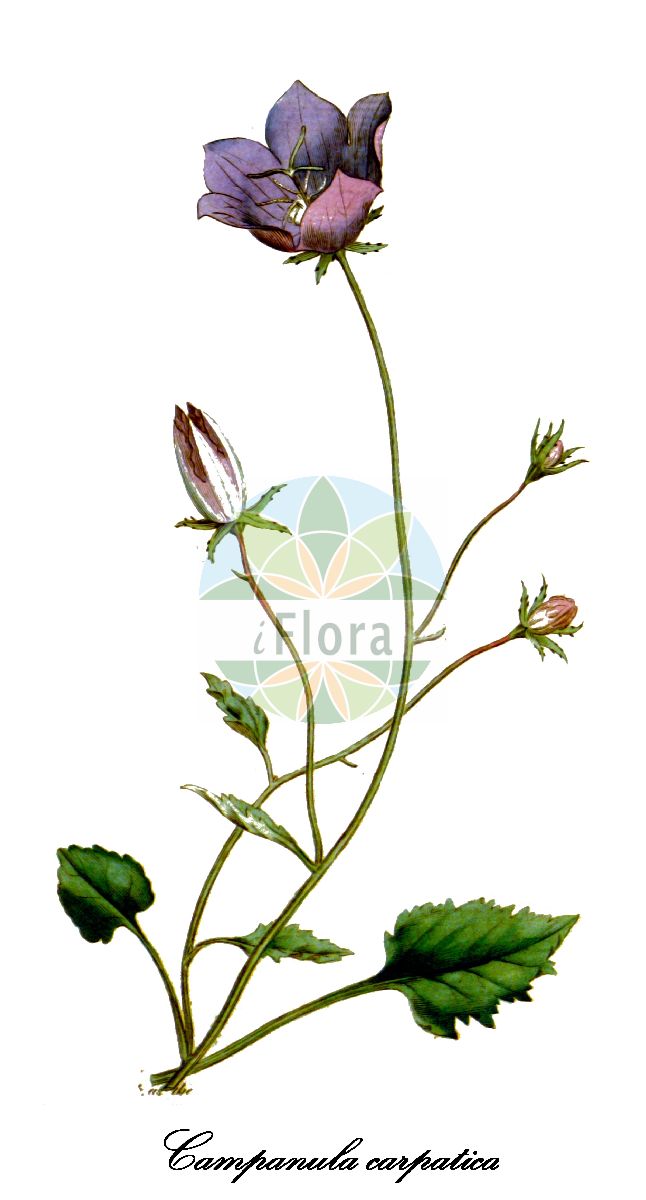 Campanula carpatica - Campanulaceae,Plantae,Pteridobiotina,Angiosperms,Asterales,Campanulaceae,Campanula,Campanula carpatica,Campanula carpatica f. dasycarpa, Campanula carpatica f. subpilosa, Campanula carpatica subsp. turbinata, Campanula carpatica var. dasycarpa, Campanula carpatica var. grandiflora, Campanula carpatica var. hemisphaerica, Campanula carpatica var. oreophila, Campanula carpatica var. pelviformis, Campanula carpatica var. subpilosa, Campanula carpatica var. turbinata, Campanula cordifolia, Campanula dasycarpa, Campanula hendersonii, Campanula oreophila, Campanula turbinata, Campanula turbinata f. alba, Campanula turbinata f. lilacina, Campanula turbinata f. pelviformis, Neocodon carpaticus,Karpaten-Glockenblume;Karpatische Glockenblume;Campanule des Carpates;campanule des Carpathes;Campanula dei Carpazi;karpatenklokje;knöl-vial;колокольчик карпатский;dzwonek karpacki;cădelniţă;дзвоники карпатські
