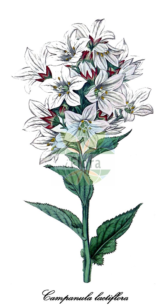 Campanula lactiflora - Campanulaceae,Plantae,Pteridobiotina,Angiosperms,Asterales,Campanulaceae,Campanula,Campanula lactiflora,Campanula biserrata, Campanula biserrata, Campanula celtidifolia, Campanula hispida, Campanula lactiflora f. coerulea, Campanula lactiflora var. glabra, Campanula lactiflora var. glabriuscula, Campanula lactiflora var. hirta, Campanula lactiflora var. olympica, Campanula lactiflora var. pilosa, Campanula volubilis, Gadellia biserrata, Gadellia lactiflora,Riesen-Glockenblume;celtisbladklokje;knöl-smörblomma;колокольчик молочноцветковый;kuspida;mjölkklocka;dzwonek kremowy;nagytermetű harangvirág;zvonek bělokvětý;zvonček širokolistý