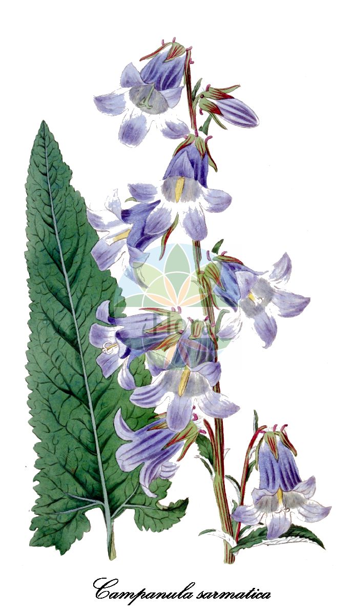 Campanula sarmatica - Campanulaceae,Plantae,Pteridobiotina,Angiosperms,Asterales,Campanulaceae,Campanula,Campanula sarmatica,Campanula betonicifolia, Campanula sarmatica f. glabra, Campanula sarmatica var. glabra, Campanula sarmatica var. subtomentosa,Sarmatische Glockenblume
