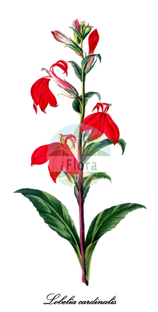 Lobelia cardinalis - Campanulaceae,Plantae,Pteridobiotina,Angiosperms,Asterales,Campanulaceae,Lobelia,Lobelia cardinalis,Dortmanna cardinalis, Dortmanna cordigera, Dortmanna engelmanniana, Dortmanna fulgens, Dortmanna graminea, Dortmanna longifolia, Dortmanna phyllostachya, Dortmanna splendens, Lobelia cardinalis f. alba, Lobelia cardinalis f. cardinalis, Lobelia cardinalis f. cordigera, Lobelia cardinalis f. hispidula, Lobelia cardinalis f. rosea, Lobelia cardinalis f. splendens, Lobelia cardinalis subsp. cardinalis, Lobelia cardinalis subsp. graminea, Lobelia cardinalis var. alba, Lobelia cardinalis var. angustifolia, Lobelia cardinalis var. candida, Lobelia cardinalis var. glandulosa, Lobelia cardinalis var. graminea, Lobelia cardinalis var. hispidula, Lobelia cardinalis var. integerrima, Lobelia cardinalis var. meridionalis, Lobelia cardinalis var. multiflora, Lobelia cardinalis var. phyllostachya, Lobelia cardinalis var. propinqua, Lobelia cardinalis var. pseudosplendens, Lobelia cardinalis var. texensis, Lobelia coccinea, Lobelia cordigera, Lobelia cordigera var. fatalis, Lobelia cordigera var. marryattae, Lobelia cordigera var. multiflora, Lobelia cordigera var. pyramidalis, Lobelia formosa, Lobelia fulgens, Lobelia fulgens f. atrosanguinea, Lobelia fulgens f. maculata, Lobelia fulgens f. rosea, Lobelia fulgens var. glabriuscula, Lobelia fulgens var. marryattiae, Lobelia fulgens var. multiflora, Lobelia fulgens var. propinqua, Lobelia fulgens var. pyrimidalis, Lobelia graminea, Lobelia graminea f. kerneri, Lobelia graminea var. intermedia, Lobelia graminea var. phyllostachya, Lobelia graminea var. pseudosplendens, Lobelia ignea, Lobelia kerneri, Lobelia longifolia, Lobelia marryattae, Lobelia mucronata, Lobelia phyllostachya, Lobelia porphyrantha, Lobelia princeps, Lobelia propinqua, Lobelia punicea, Lobelia punicea var. kerneri, Lobelia ramosa, Lobelia schiedeana, Lobelia splendens, Lobelia splendens f. ignea, Lobelia splendens var. atrosanguinea, Lobelia splendens var. fulgens, Lobelia splendens var. ignea, Lobelia texensis, Rapuntium cardinale, Rapuntium coccineum, Rapuntium cordigerum, Rapuntium fulgens, Rapuntium gramineum, Rapuntium longifolium, Rapuntium splendens, Tupa ignescens,Kardinals-Lobelie;Scharlachrote Lobelie