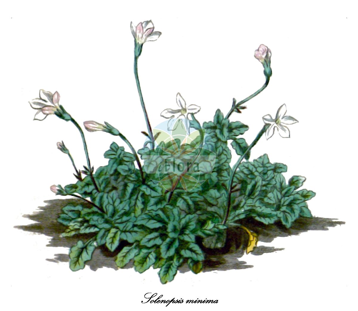 Solenopsis minima - Campanulaceae