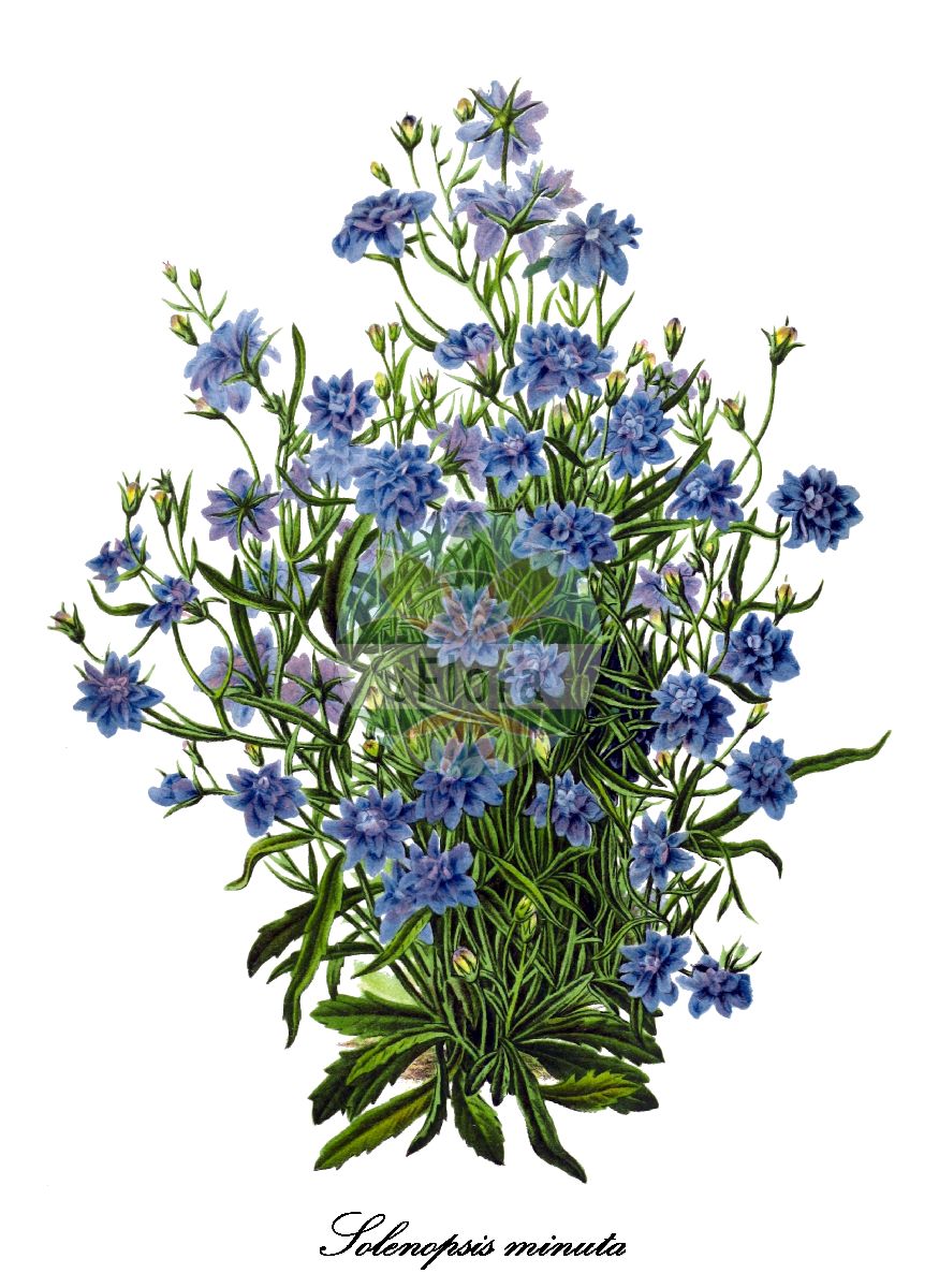 Solenopsis minuta - Campanulaceae,Plantae,Pteridobiotina,Angiosperms,Asterales,Campanulaceae,Solenopsis,Solenopsis minuta,Laurentia minuta, Lobelia minuta, Lobelia pumila