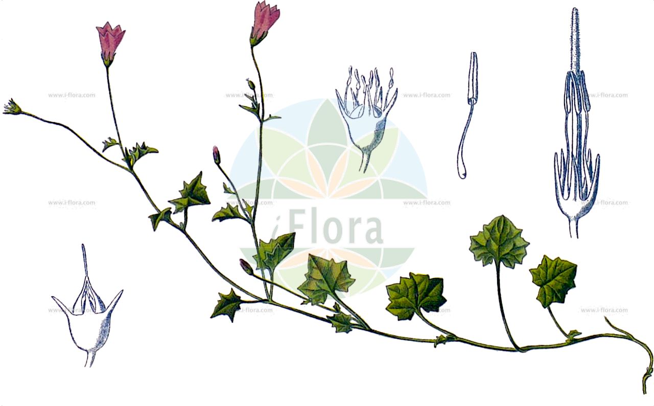 Hesperocodon hederaceus - Campanulaceae,Plantae,Pteridobiotina,Angiosperms,Asterales,Campanulaceae,Hesperocodon,Hesperocodon hederaceus,Aikinia hederacea, Campanopsis hederacea, Campanula hederacea, Campanula hederifolia, Campanula pentagonophylla, Cervicina hederacea, Roucela hederacea, Schultesia hederacea, Valvinterlobus filiformis, Wahlenbergia hederacea, Wahlenbergia hederifolia, Wahlenbergia stenocalyx,Efeu-Moorglöckchen;Moorglöckchen;ivy-leaved bellflower;ivy campanula;wahlenbergia à feuilles de lierre;campanille à feuilles de lierre;campanule lierrée;wahlenbergie à feuilles de lierre;campanilla de hoja de hiedra;klimop-klokje;klimopklokje;ruínas;валенбергия плющевидная