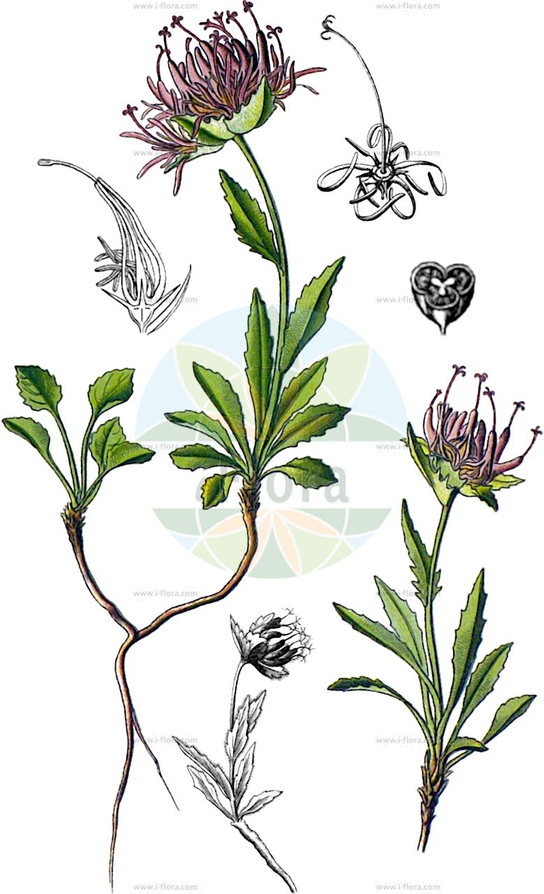 Phyteuma sieberi - Campanulaceae,Plantae,Pteridobiotina,Angiosperms,Asterales,Campanulaceae,Phyteuma,Phyteuma sieberi,Phyteuma sieberi f. glabrescens, Phyteuma sieberi f. glabrum, Phyteuma sieberi f. pilosum, Phyteuma sieberi f. pubescens, Phyteuma sieberi f. pygmaeum, Phyteuma sieberi var. alpinum,Dolomiten-Rapunzel;Dolomiten-Teufelskralle;raiponce de Sieber;raponzolo di Sieber;кольник Сибера;zečica;sieberjev repuš