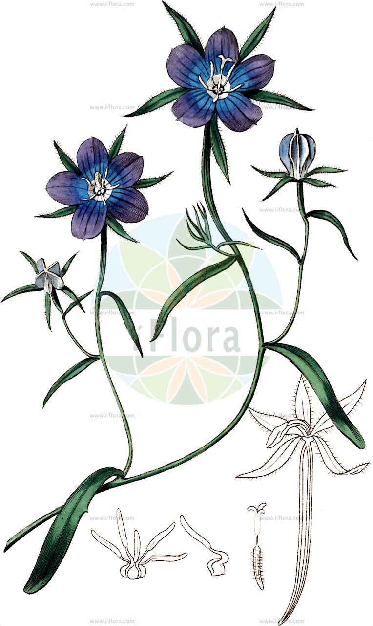Legousia pentagonia - Campanulaceae,Plantae,Pteridobiotina,Angiosperms,Asterales,Campanulaceae,Legousia,Legousia pentagonia,Campanula coa, Campanula pentagonia, Pentagonia coa, Prismatocarpus pentagonius, Specularia coa, Specularia pentagonia, Specularia pentagonia var. coa, Specularia pentagonia var. pubescens