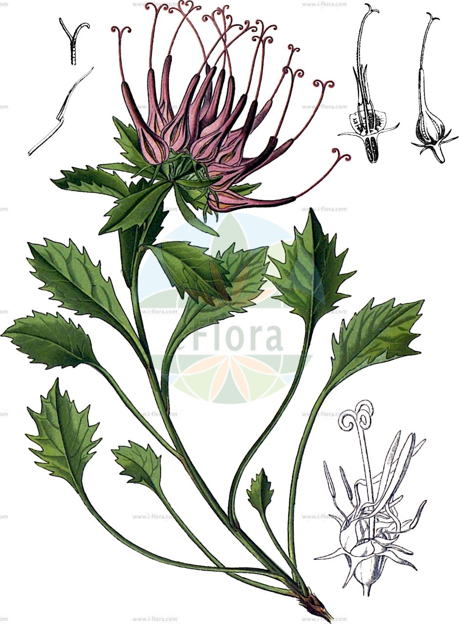 Physoplexis comosa - Campanulaceae,Plantae,Pteridobiotina,Angiosperms,Asterales,Campanulaceae,Physoplexis,Physoplexis comosa,Phyteuma comosum, Phyteuma comosum var. pubescens, Rapunculus comosus, Schellanderia carinthiaca, Syntoma comosum, Syntoma comosum var. pubescens,Schopfrapunzel;Schopfige Teufelskralle;physoplexis chevelue;raiponce chevelue;raponzolo chiomoso;кольник хохлатый;физоплексис хохлатый;picior cocosului de stanca