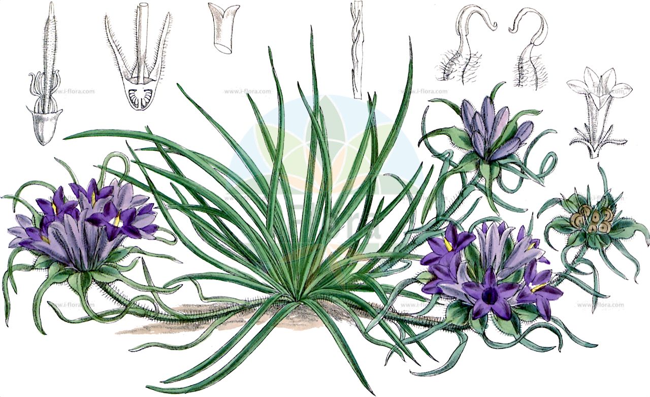 Edraianthus tenuifolius - Campanulaceae,Plantae,Pteridobiotina,Angiosperms,Asterales,Campanulaceae,Edraianthus,Edraianthus tenuifolius,Campanopsis tenuifolia, Campanula graminifolia var. sordidifolia, Campanula macrocephala, Campanula tenuifolia, Edraianthus caricinus, Edraianthus tenuifolius subsp. caricinus, Wahlenbergia tenuifolia,Schmalblättrige Büschelglocke;эдрайантус тонколистный;uskolisno zvonc;tankolistna vrčica;звончић