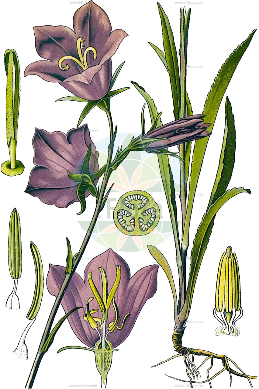 Campanula persicifolia - Campanulaceae,Plantae,Pteridobiotina,Angiosperms,Asterales,Campanulaceae,Campanula,Campanula persicifolia,Campanula amygdalifolia, Campanula dasycarpa, Campanula dasycarpa, Campanula magellensis, Campanula persicifolia f. alba, Campanula persicifolia f. coronata, Campanula persicifolia f. kirschlegeri, Campanula persicifolia var. alpina, Campanula persicifolia var. angustifolia, Campanula persicifolia var. crystallocalyx, Campanula persicifolia var. dasycarpa, Campanula persicifolia var. eriocarpa, Campanula persicifolia var. eriocarpa, Campanula persicifolia var. glaberrima, Campanula persicifolia var. grandiflora, Campanula persicifolia var. hispida, Campanula persicifolia var. hispidior, Campanula persicifolia var. humillima, Campanula persicifolia var. laevicaulis, Campanula persicifolia var. laevicaulis, Campanula persicifolia var. lanceolata, Campanula persicifolia var. lasiocarpa, Campanula persicifolia var. lasiocarpa, Campanula persicifolia var. maxima, Campanula persicifolia var. monstrosa, Campanula persicifolia var. parviflora, Campanula persicifolia var. parviflora, Campanula persicifolia var. pumila, Campanula persicifolia var. reflexa, Campanula persicifolia var. suskalovicii, Campanula persicifolia var. uniflora, Neocodon persicifolius, Rapunculus persicifolius,Pfirsichblättrige Glockenblume;Wald-Glockenblume;Pfirsischblättrige Glockenblume;peach-leaved bellflower;narrow-leaved bellflower;paper bellflower;peachleaf bellflower;Campanule des lisières;bâton de Jacob;campanule à feuilles de pêcher;campanule des sous-Pyrénées;campanilla silvestre;campánula piramidal;Campanula con foglie di pesco;prachtsklokje;колокольчик персиколистный;zarif çıngırak;lulekambanë;campanes;campaneta;campaneta blava;sjajnolisna zvončika;stor blåklocka;smalbladet klokke;dzwonek brzoskwiniolistny;kampanura perushikiforia;momo-bagikyô;カンパヌラ・ぺルシキフォリア;モモバギキョウ;breskovolistna zvončica;baracklevelű harangvirág;zvonek broskvolistý;clopoţei de cîmp;zvonček broskyňolistý;дзвоники персиколисті;Прасковолистна камбанка;suureõiene kellukas;dižā pulkstenīte;fagerklokke;kurjenkello;звончић;didžiažiedis katilėlis