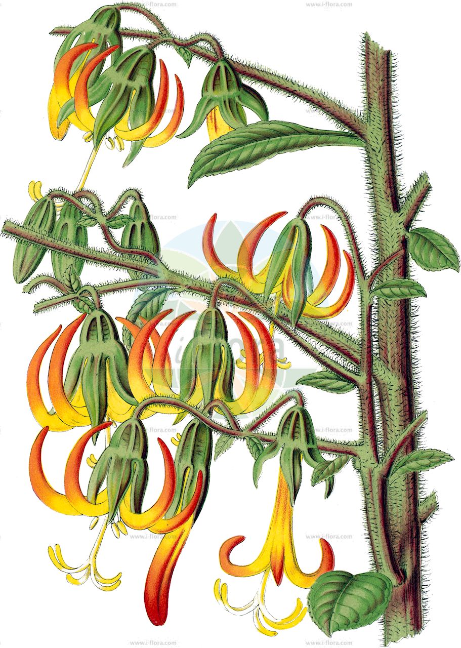 Musschia wollastonii - Campanulaceae,Plantae,Pteridobiotina,Angiosperms,Asterales,Campanulaceae,Musschia,Musschia wollastonii,Wollastons Musschia;tanjeira-brava