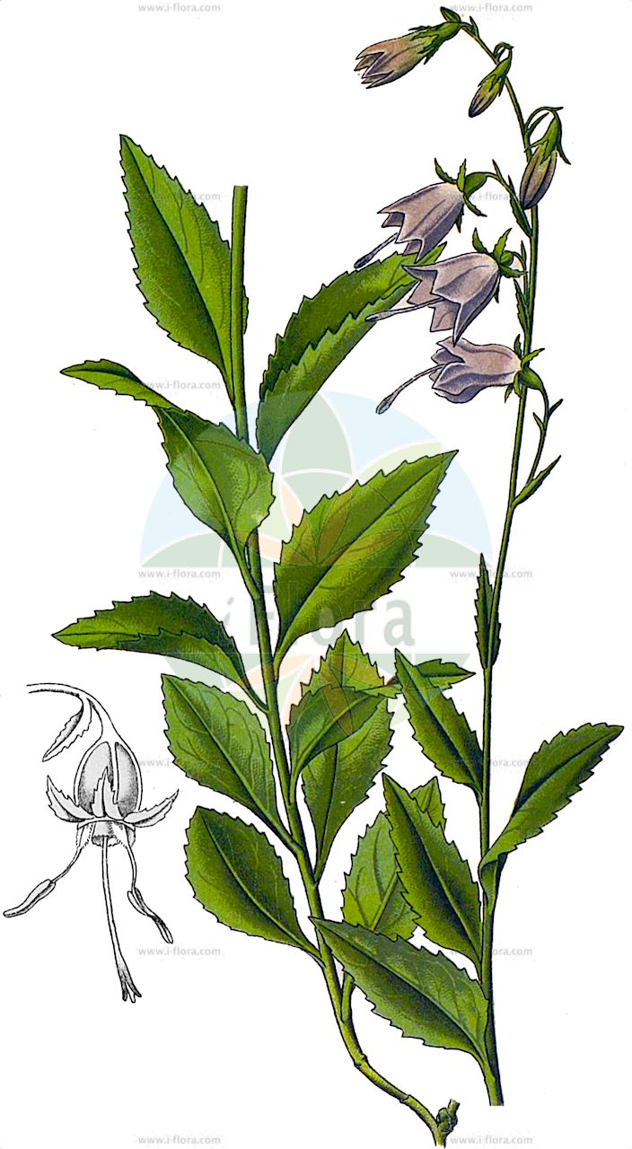 Adenophora liliifolia - Campanulaceae,Plantae,Pteridobiotina,Angiosperms,Asterales,Campanulaceae,Adenophora,Adenophora liliifolia,Adenophora alpini, Adenophora communis, Adenophora communis var. integerrima, Adenophora cordata, Adenophora fischeri, Adenophora intermedia, Adenophora liliifolia f. alba, Adenophora liliifolia f. infundibuliformis, Adenophora liliifolia f. stylosa, Adenophora liliifolia f. villosula, Adenophora liliifolia var. alba, Adenophora liliifolia var. angustata, Adenophora liliifolia var. infundibuliformis, Adenophora liliifolia var. integerrima, Adenophora liliifolia var. pocsii, Adenophora liliifolia var. spreta, Adenophora liliifolia var. stylosa, Adenophora liliifolia var. stylosa, Adenophora liliifolia var. suaveolens, Adenophora marsupiiflora var. pilosa, Adenophora mikoi, Adenophora periplocifolia, Adenophora perpallens, Adenophora polymorpha, Adenophora polymorpha f. integrisepala, Adenophora polymorpha f. raddeana, Adenophora polymorpha var. integerrima, Adenophora rhomboidea, Adenophora setulosa, Adenophora stylosa, Adenophora suaveolens, Adenophora suaveolens, Adenophora suaveolens var. latifolia, Campanula alpini, Campanula alpini var. asperula, Campanula alpini var. botryantha, Campanula alpini var. hirtula, Campanula alpini var. hungarica, Campanula alpini var. polyadenia, Campanula alpini var. setulosa, Campanula alpini var. villosula, Campanula cordata, Campanula fischeri, Campanula intermedia, Campanula liliflora, Campanula liliifolia, Campanula liliifolia var. hirta, Campanula liliifolia var. polyadenia, Campanula liliifolia var. setulosa, Campanula mikoi, Campanula periplocifolia, Campanula perpallens, Campanula rhomboidea, Campanula spreta, Campanula stylosa, Campanula suaveolens, Campanula suaveolens, Campanula subuniflora, Campanula umbrosa,Wohlriechende Schellenblume;Becherglocke;Schellenblume;Drüsenglocke;Lilienblättrige Schellenblume;false campanula;lilyleaf ladybell;Adénophore à feuilles de lys;adénophore à feuilles de lis;Campanella odorosa;бубенчик лилиелистный;mirisava žlijezdača;dzwonecznik wonny;navadna obročnica;csengettyűvirág;zvonovec liliolistý;zvonovec ľaliolistý;аденофора лілієлиста;жлездача