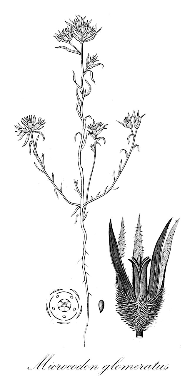 Microcodon glomeratus - Campanulaceae,Plantae,Pteridobiotina,Angiosperms,Asterales,Campanulaceae,Microcodon,Microcodon glomeratus,Campanula brevibracteata, Campanula hispida, Campanula microcodon, Campanula pygmaea, Microcodon brevibracteatus, Microcodon candolleanus, Microcodon glomeratus var. brevibracteatus, Microcodon glomeratus var. pygmaeus, Microcodon glomeratus var. singuliflorus, Microcodon pygmaeus