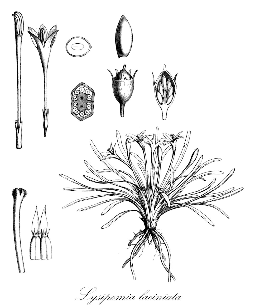 Lysipomia laciniata - Campanulaceae,Plantae,Pteridobiotina,Angiosperms,Asterales,Campanulaceae,Lysipomia,Lysipomia laciniata,Isotoma fasciculata, Lysipomia laciniata var. linearifolia, Rhizocephalum candollei, Rhizocephalum candollii var. laciniatum
