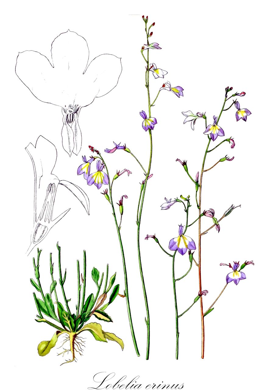 Lobelia erinus - Campanulaceae,Plantae,Pteridobiotina,Angiosperms,Asterales,Campanulaceae,Lobelia,Lobelia erinus,Dortmanna debilis var. natalensis, Dortmanna erinodes, Dortmanna erinus, Dortmanna erinus var. bellidifolia, Dortmanna flexuosa, Dortmanna lavendulacea, Dortmanna senegalensis, Enchysia erinoides, Grammatotheca erinoides, Laurentia erinoides, Lobelia acutangula, Lobelia algoensis, Lobelia altimontis, Lobelia bellidifolia, Lobelia bellidifolia, Lobelia benguellensis, Lobelia bicolor, Lobelia bracteolata, Lobelia candida, Lobelia chilawana, Lobelia dortmanni, Lobelia erinifolia, Lobelia erinoides, Lobelia erinoides, Lobelia erinus f. bicolor, Lobelia erinus f. elata, Lobelia erinus var. bellidifolia, Lobelia erinus var. bracteolata, Lobelia erinus var. gracilis, Lobelia erinus var. grandiflora, Lobelia erinus var. grandiflora, Lobelia erinus var. schrankii, Lobelia erinus var. subvillosa, Lobelia filiformis f. albiflora, Lobelia filiformis f. multipilis, Lobelia filiformis f. muzandazora, Lobelia filiformis var. filiformis, Lobelia filiformis var. natalensis, Lobelia jugosa, Lobelia keilhackii, Lobelia kohautiana, Lobelia lavendulacea, Lobelia lydenburgensis, Lobelia melsetteria, Lobelia montaguensis, Lobelia natalensis, Lobelia natalensis var. subulifolia, Lobelia nuda, Lobelia nuda f. hirtella, Lobelia nuda var. rosulata, Lobelia nuzana, Lobelia oranjensis, Lobelia parvifolia, Lobelia polyodon, Lobelia procumbens, Lobelia pubescens var. simplex, Lobelia raridentata, Lobelia rosulata, Lobelia rosulata f. hirtella, Lobelia schrankii, Lobelia senegalensis, Lobelia senegalensis var. senegalensis, Lobelia senegalensis var. turgida, Lobelia transvaalensis, Lobelia trierarchi, Lobelia turgida, Lobelia turgida var. peteri, Lobelia wildii, Lobelia wildii var. arcana, Monopsis conspicua, Monopsis debilis var. conspicua, Monopsis simplex var. conspicua, Rapuntium acutangulum, Rapuntium bellidifolium, Rapuntium bicolor, Rapuntium erinoides, Rapuntium erinus, Rapuntium kohautianum, Rapuntium krebsianum, Rapuntium procumbens,Blaue Lobelie;Lobélia bleue;lobélie bleue;Lobelia fiore cardinale;lobelia azzurra;лобелия длинночерешковая;лобелия эринус;kaplobelia;lobelia przylądkowa;stroiczka przylądkowa;roberia;rurichôchô;rurimizokakushi;ルリチョウチョウ;ルリミゾカクシ;ロベリア;törpe lobélia;lobelka modrá;lobelka drobná;лобелія садова