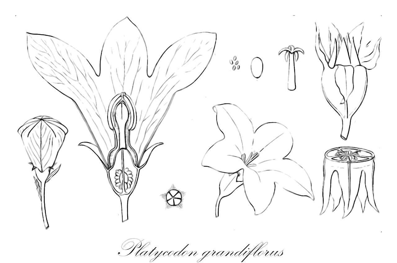 Platycodon grandiflorus - Campanulaceae,Plantae,Pteridobiotina,Angiosperms,Asterales,Campanulaceae,Platycodon,Platycodon grandiflorus,Campanula gentianoides, Campanula glauca, Campanula grandiflora, Platycodon autumnalis, Platycodon chinensis, Platycodon glaucus, Platycodon glaucus f. albiflorus, Platycodon glaucus f. albus, Platycodon glaucus f. bicolor, Platycodon glaucus f. subasepalus, Platycodon glaucus f. violaceus, Platycodon glaucus var. monanthus, Platycodon glaucus var. pentapetalus, Platycodon glaucus var. planicorollatus, Platycodon glaucus var. rugosus, Platycodon glaucus var. subasepalus, Platycodon grandiflorus f. albiflorus, Platycodon grandiflorus f. bicolor, Platycodon grandiflorus f. leucanthus, Platycodon grandiflorus f. monanthus, Platycodon grandiflorus f. subasepalus, Platycodon grandiflorus var. albus, Platycodon grandiflorus var. autumnalis, Platycodon grandiflorus var. duplex, Platycodon grandiflorus var. glaucus, Platycodon grandiflorus var. japonicus, Platycodon grandiflorus var. mariesii, Platycodon grandiflorus var. pentapetalus, Platycodon grandiflorus var. planicorollatus, Platycodon grandiflorus var. rugosus, Platycodon grandiflorus var. semiplenus, Platycodon grandiflorus var. striatus, Platycodon mariesii, Platycodon mariesii f. albonanus, Platycodon mariesii f. striatus, Platycodon mariesii var. albus, Platycodon sinensis,Großblütige Ballonblume;Ballonblume;Ballonglocke;Chiniglockenblume;Prachtglocke
