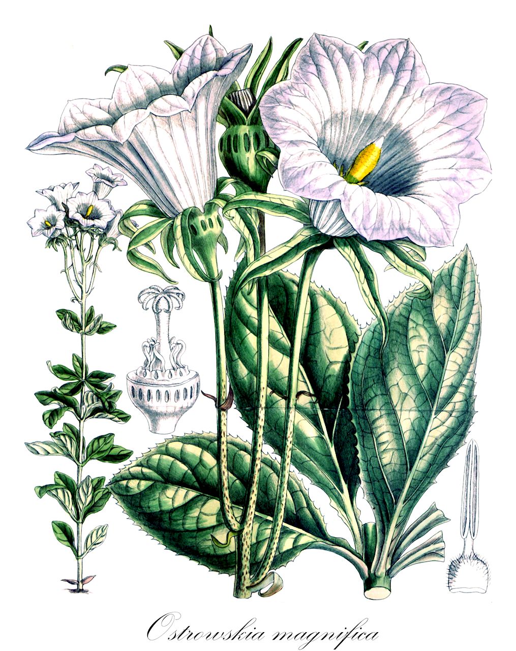 Ostrowskia magnifica - Campanulaceae,Plantae,Pteridobiotina,Angiosperms,Asterales,Campanulaceae,Ostrowskia,Ostrowskia magnifica,Riesenglocke