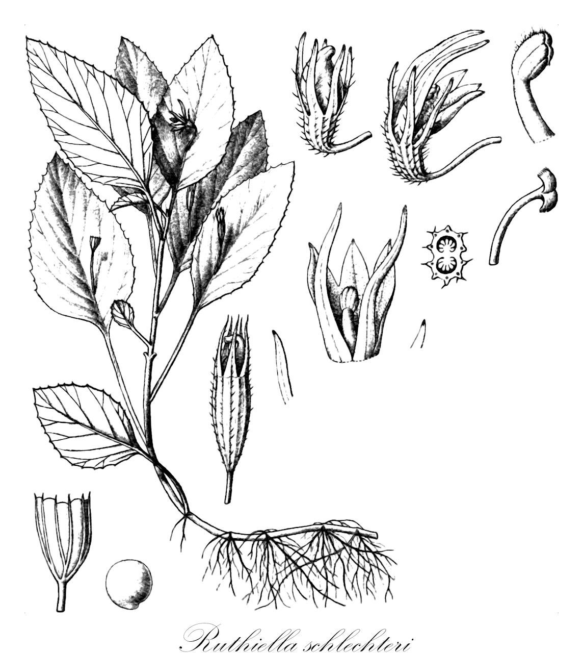 Ruthiella schlechteri - Campanulaceae,Phyllocharis schlechteri,Plantae,Pteridobiotina,Angiosperms,Asterales,Campanulaceae,Ruthiella,Ruthiella schlechteri