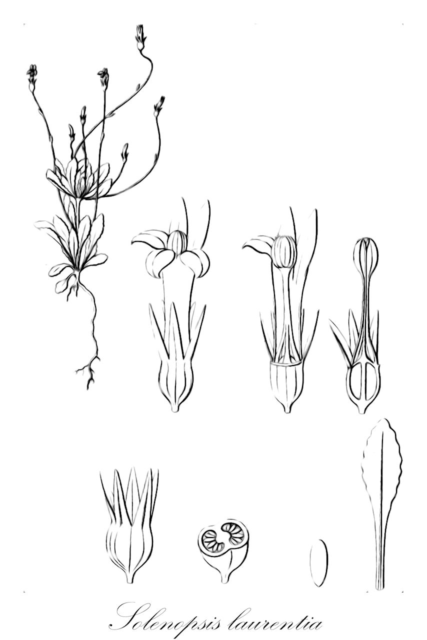 Solenopsis laurentia - Campanulaceae,Plantae,Pteridobiotina,Angiosperms,Asterales,Campanulaceae,Solenopsis,Solenopsis laurentia,Laurentia canariensis, Laurentia commutata, Laurentia gasparrinii, Laurentia gasparrinii f. albiflora, Laurentia gasparrinii var. subacaulis, Laurentia michelii, Laurentia michelii f. albiflora, Laurentia michelii var. gasparrinii, Laurentia michelii var. integrifolia, Laurentia michelii var. perpusilla, Laurentia michelii var. subacaulis, Lobelia gasparrinii, Lobelia gracilis, Lobelia laurentia, Lobelia laurentia var. nana, Lobelia michelii, Lobelia michelii f. albiflora, Lobelia michelii var. integrifolia, Lobelia michelii var. subacaulis, Lobelia salzmanniana, Solenopsis canariensis, Solenopsis salzmanniana,Gewöhnliche Zwerglobelie;laurentie;laurentie de Micheli;solénopsis laurentie;laurenzia di Gasparrini;cılız çıngırak