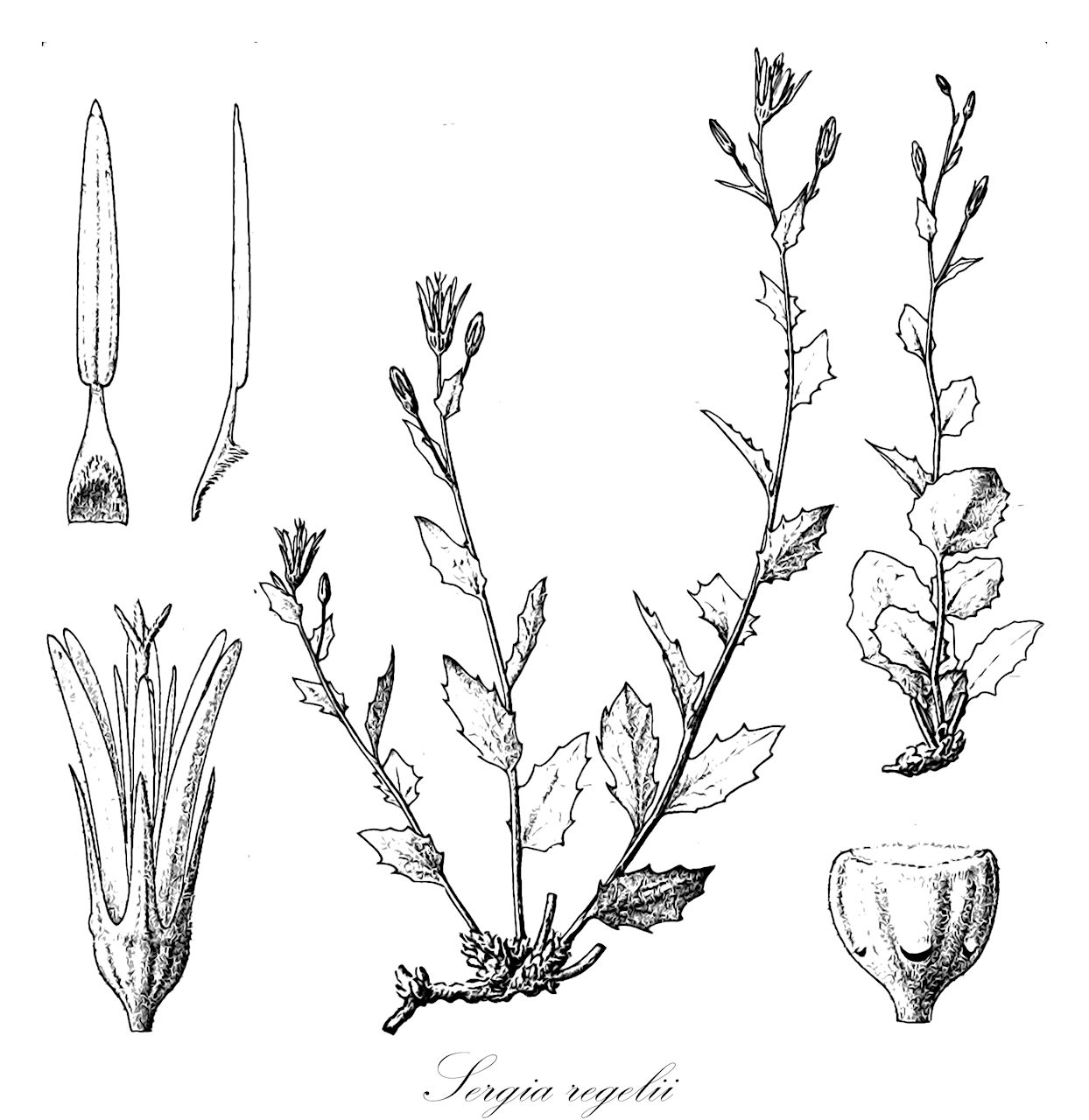 Sergia regelii - Campanulaceae,Plantae,Pteridobiotina,Angiosperms,Asterales,Campanulaceae,Sergia,Sergia regelii,Asyneuma regelii, Phyteuma multicaule, Phyteuma regelii, Podanthum regelii