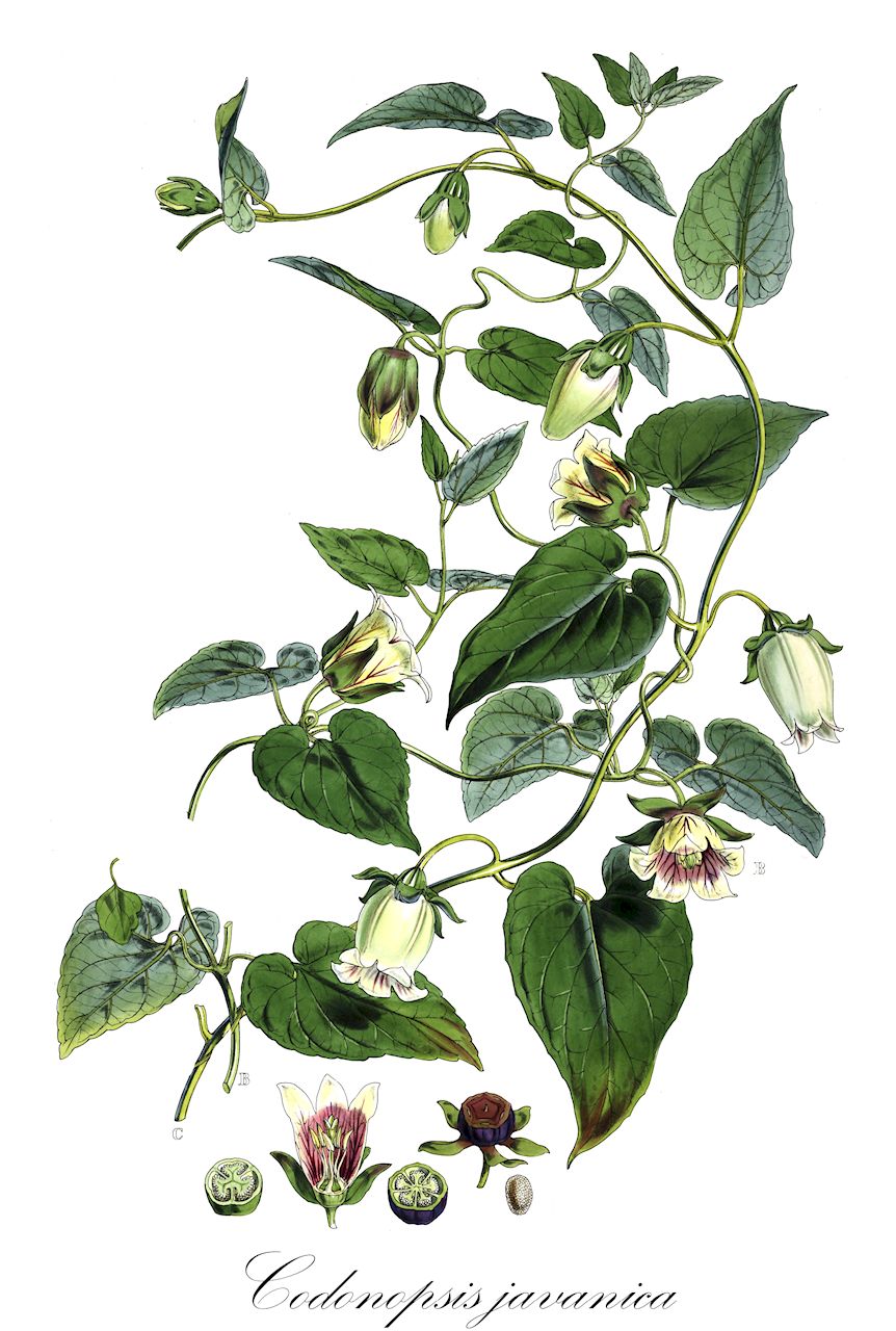 Codonopsis javanica - Campanulaceae,Plantae,Pteridobiotina,Angiosperms,Asterales,Campanulaceae,Codonopsis,Codonopsis javanica,Campanula javanica, Campanumoea javanica