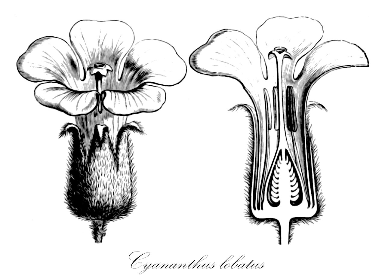 Cyananthus lobatus - Campanulaceae,Plantae,Pteridobiotina,Angiosperms,Asterales,Campanulaceae,Cyananthus,Cyananthus lobatus,Cyananthus farreri, Cyananthus insignis, Cyananthus lobatus f. albiflorus, Cyananthus lobatus var. farreri,Gelappte Blauröhre