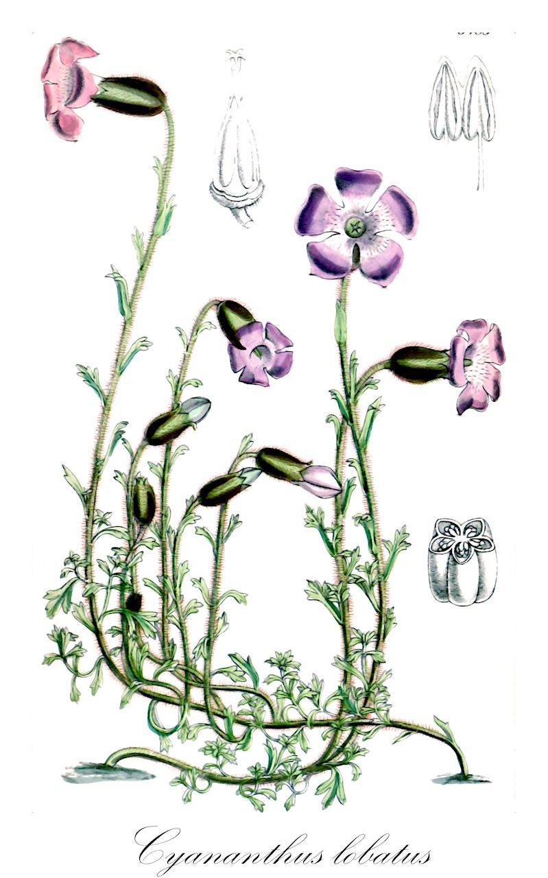 Cyananthus lobatus - Campanulaceae,Plantae,Pteridobiotina,Angiosperms,Asterales,Campanulaceae,Cyananthus,Cyananthus lobatus,Cyananthus farreri, Cyananthus insignis, Cyananthus lobatus f. albiflorus, Cyananthus lobatus var. farreri,Gelappte Blauröhre